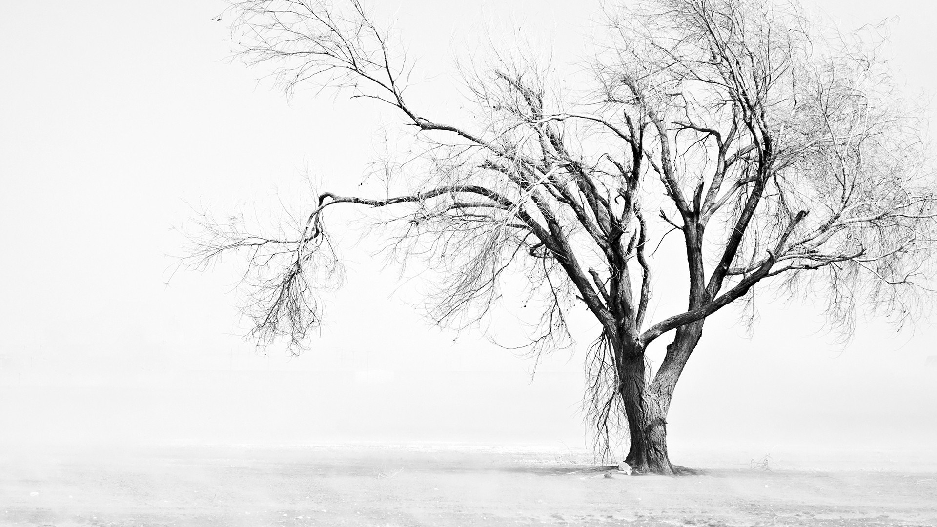 Monochrome winter landscape with a bare tree HD Wallpaper