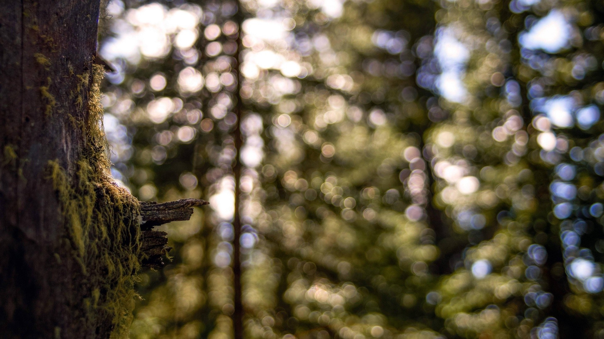 Mossy tree trunk in a sunlit forest with bokeh HD Wallpaper