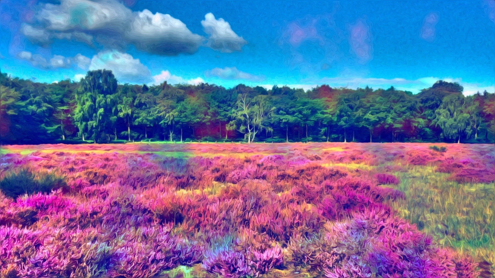 Field of purple flowers with a forest in the background HD Wallpaper