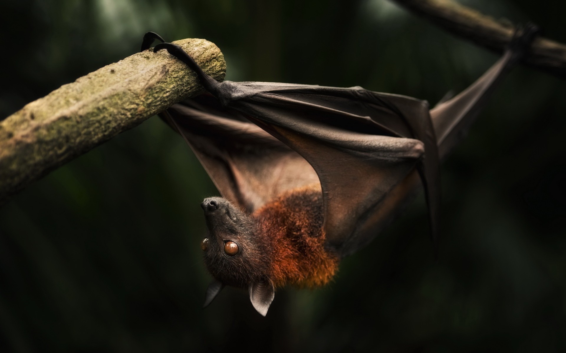 A bat hangs upside down from a tree branch HD Wallpaper