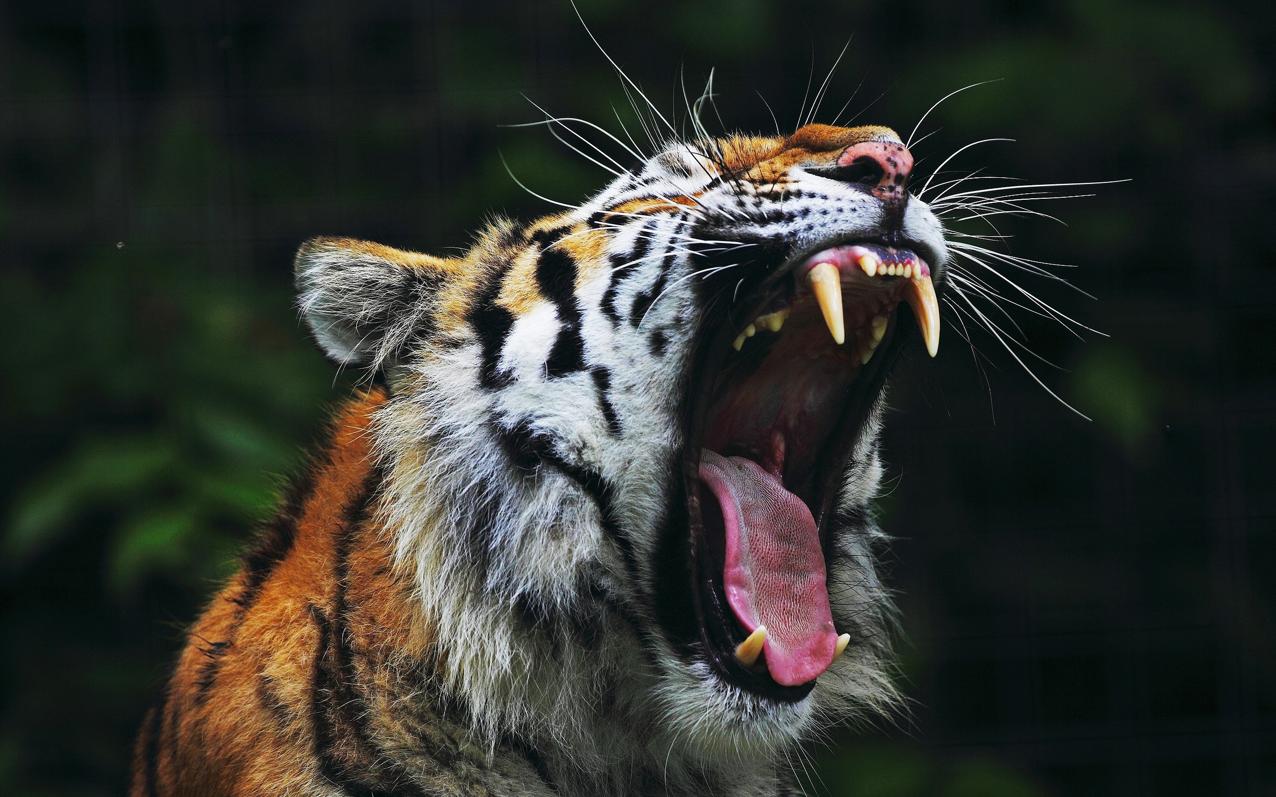 HD Tiger Cub Yawn HD Wallpaper Rare Gallery