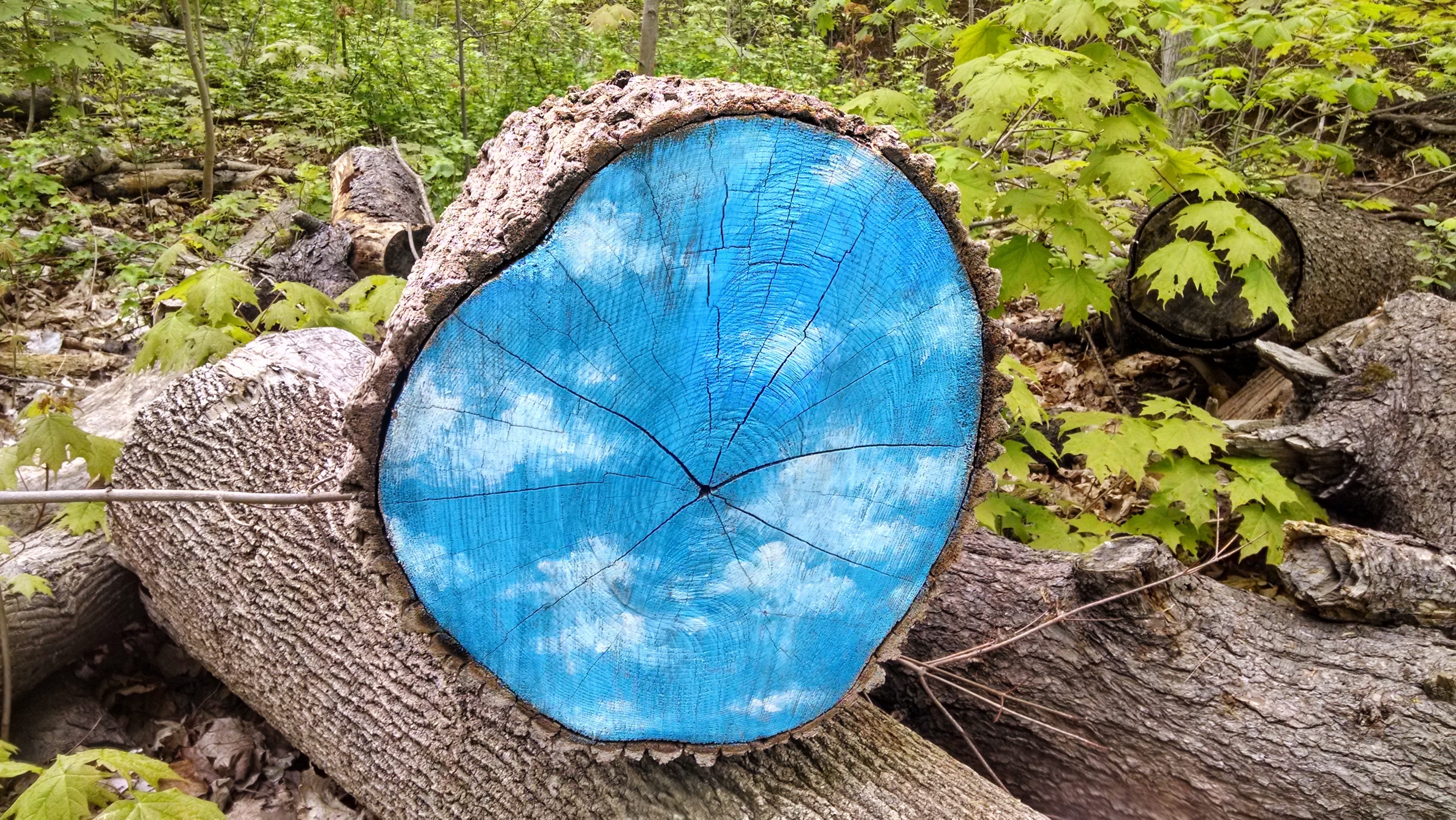 Log with blue sky and clouds painting in forest HD Wallpaper