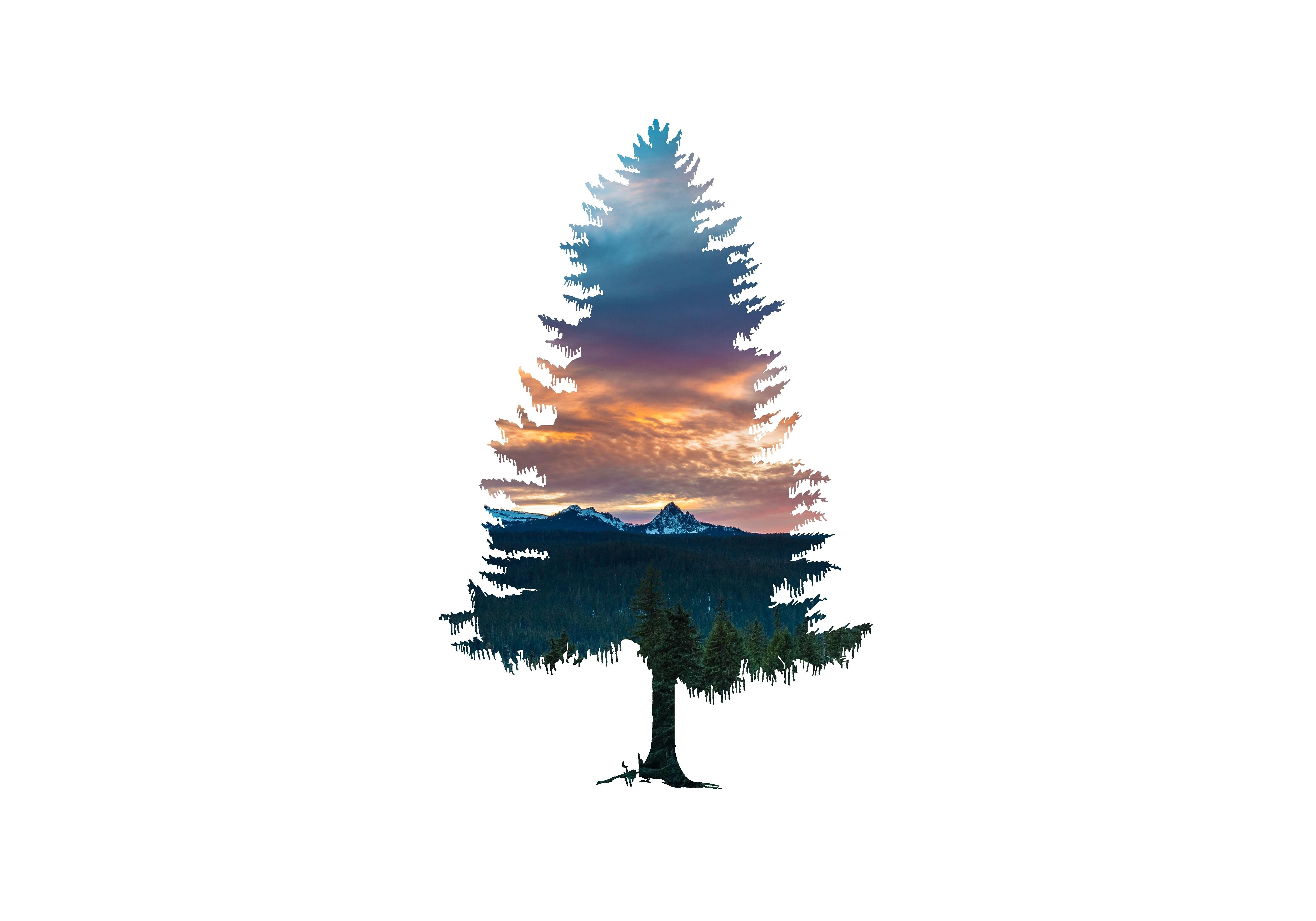Double exposure of a pine tree with a mountain landscape at sunset HD Wallpaper