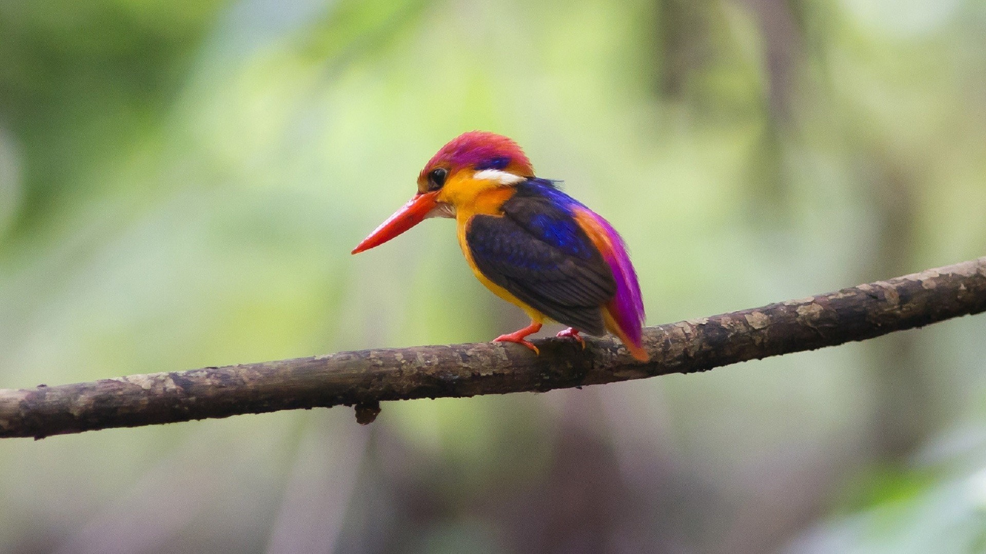 Black-backed Kingfisher perched on a branch HD Wallpaper