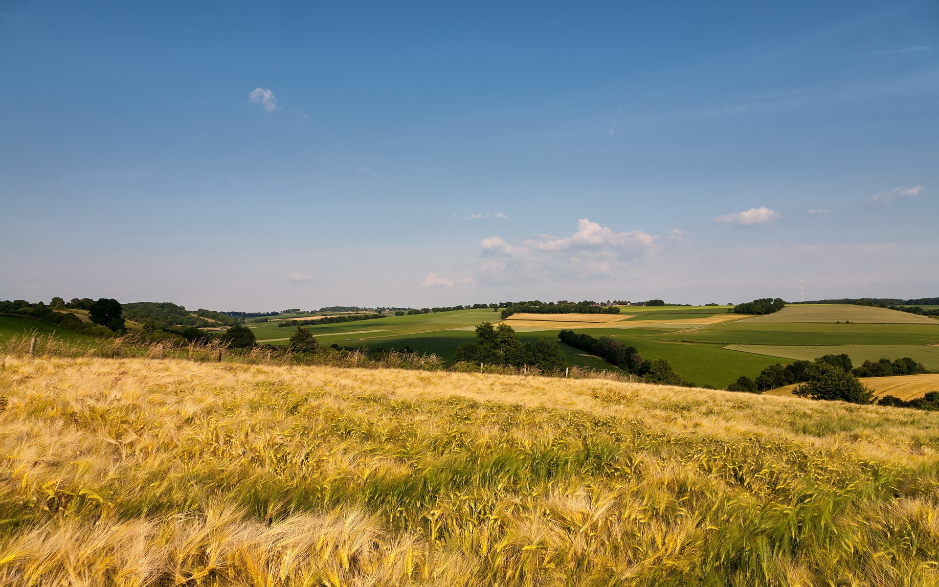 Golden wheat field under a blue sky HD Wallpaper
