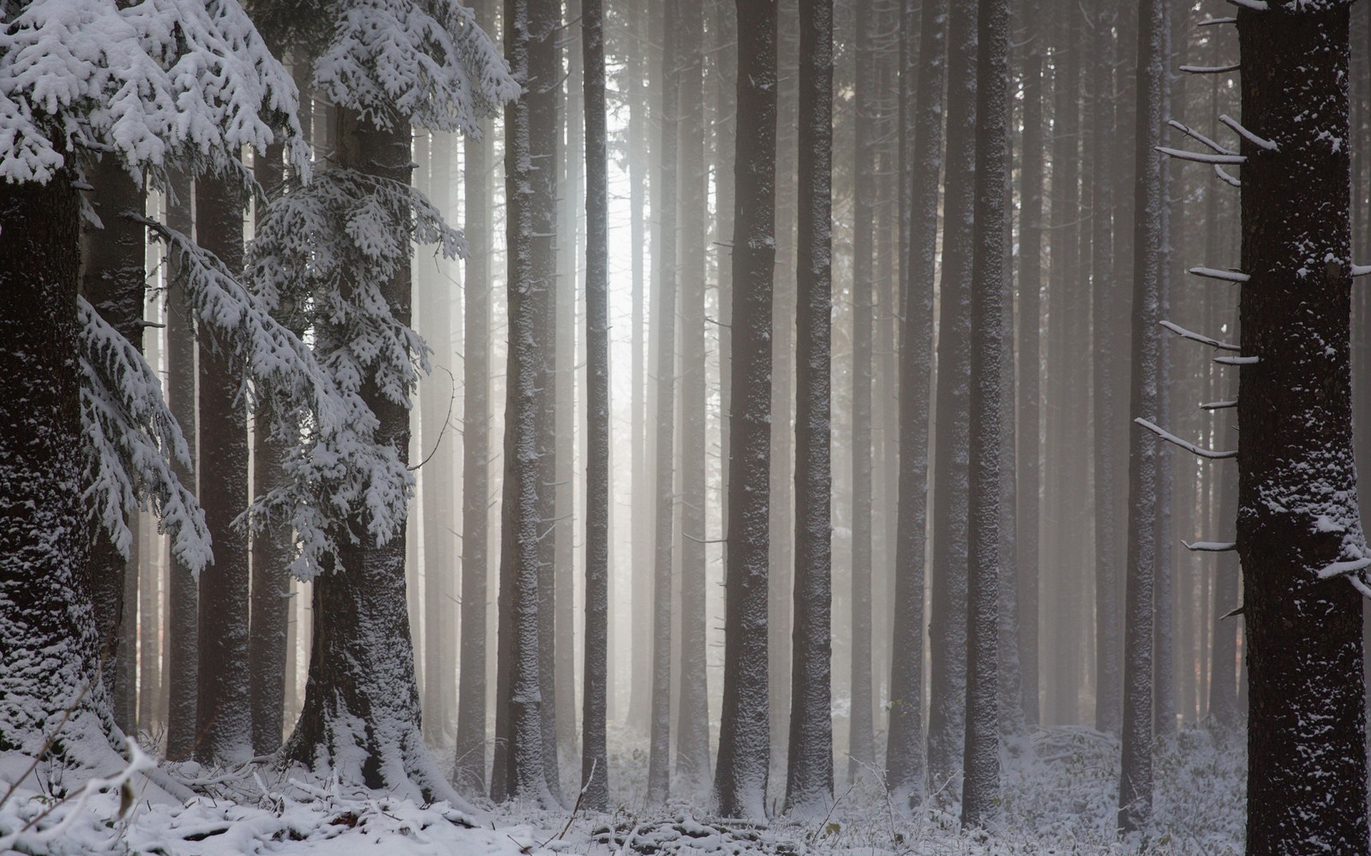 Snowy forest with sunlight filtering through trees HD Wallpaper