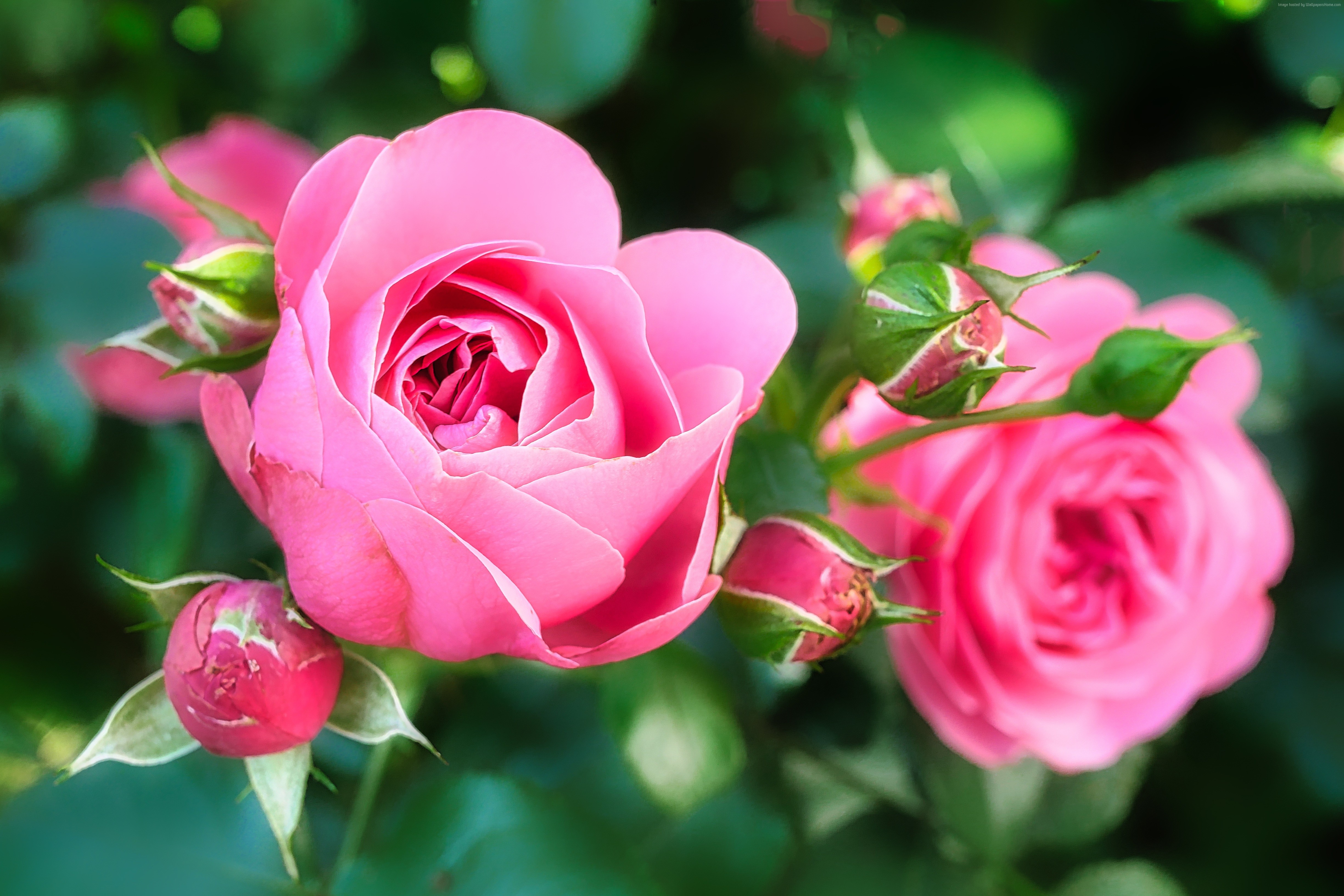 Pink roses and buds in bloom HD Wallpaper