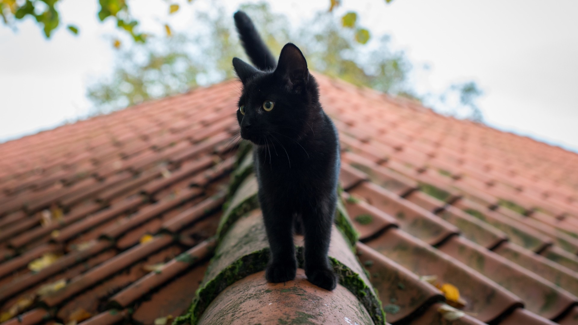 Black cat on a tiled roof HD Wallpaper