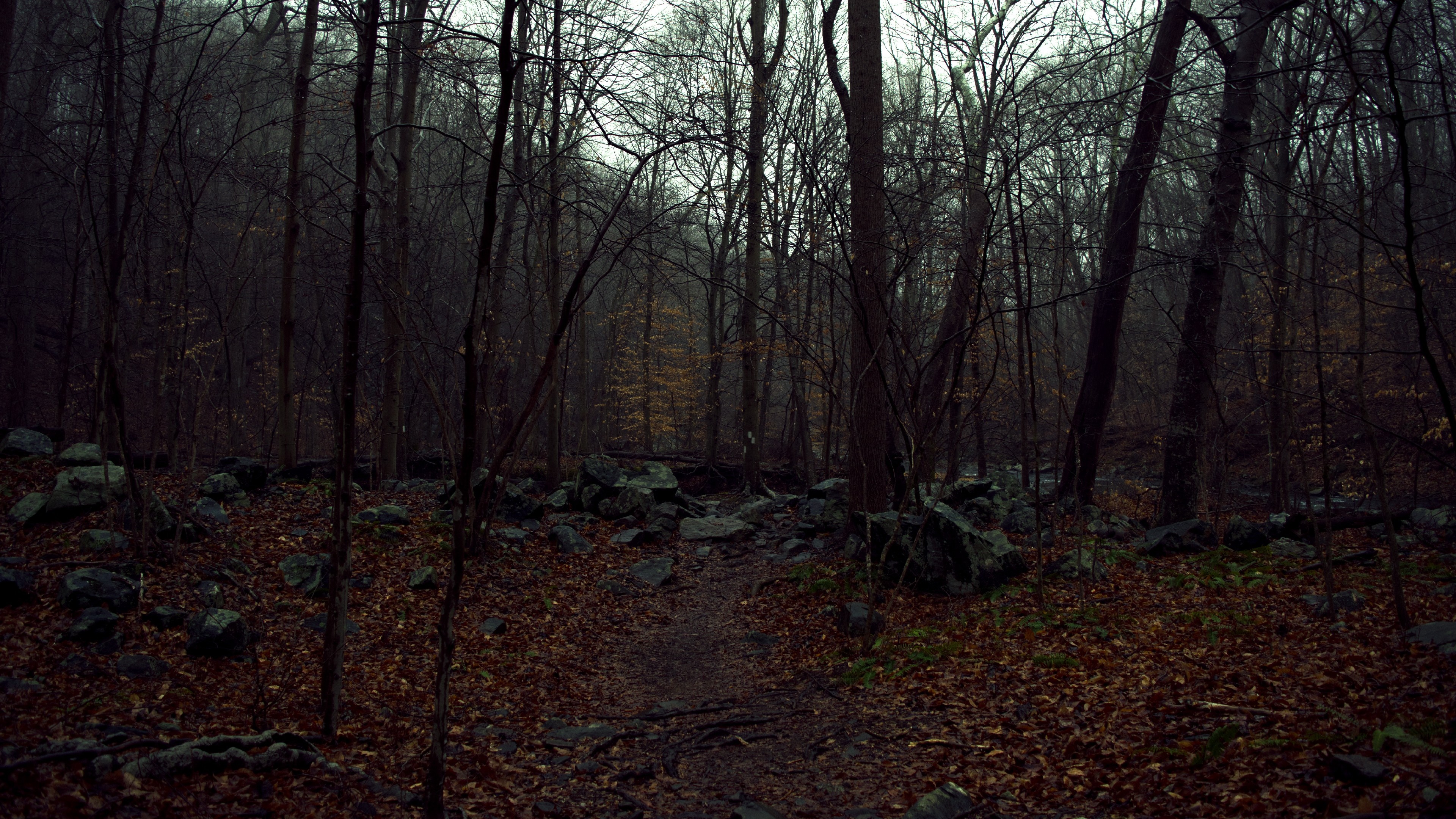 A dark and foggy forest path with rocks and fallen leaves HD Wallpaper