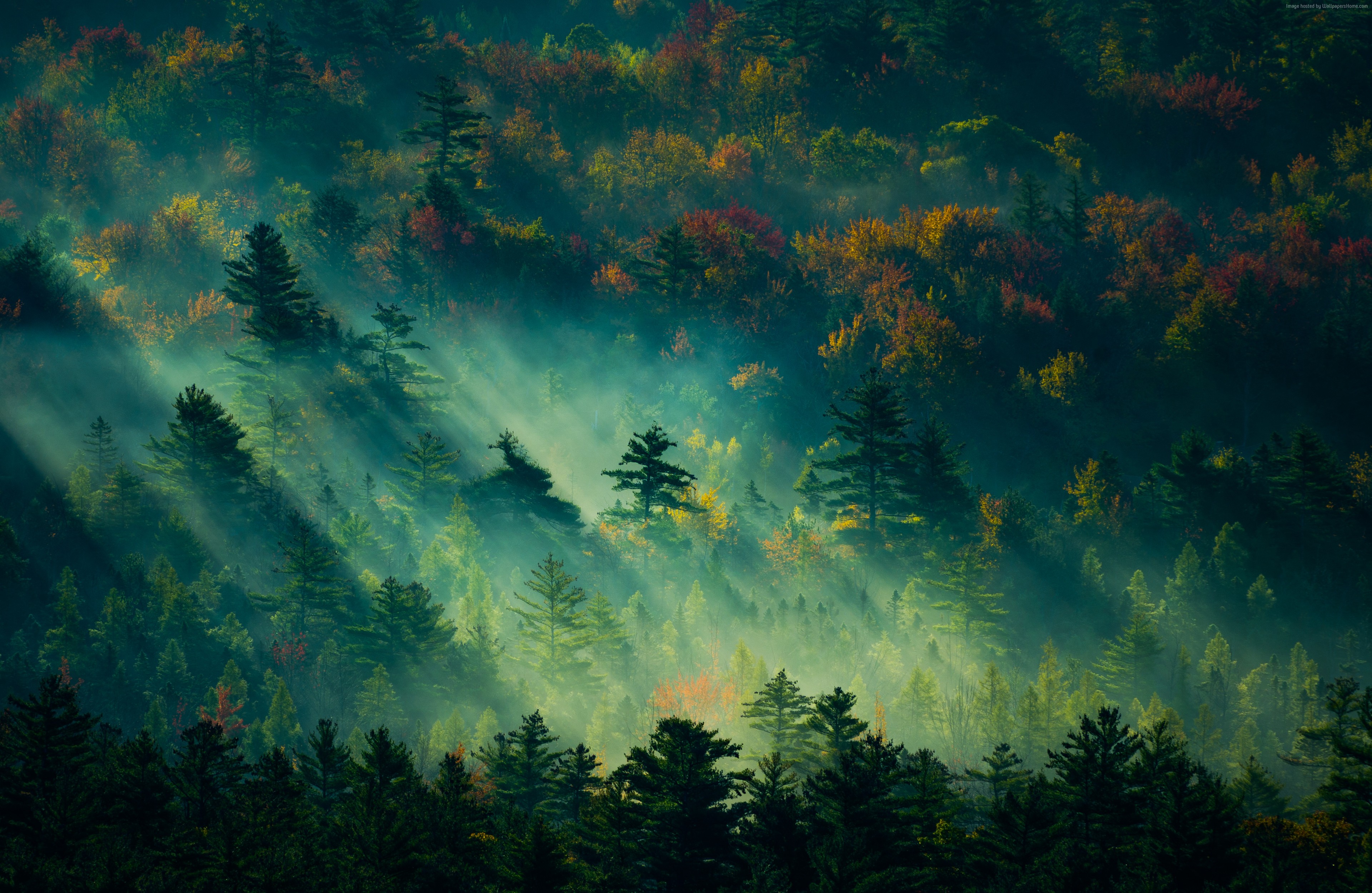 Misty forest with sunbeams and autumn colors 4K HD Wallpaper