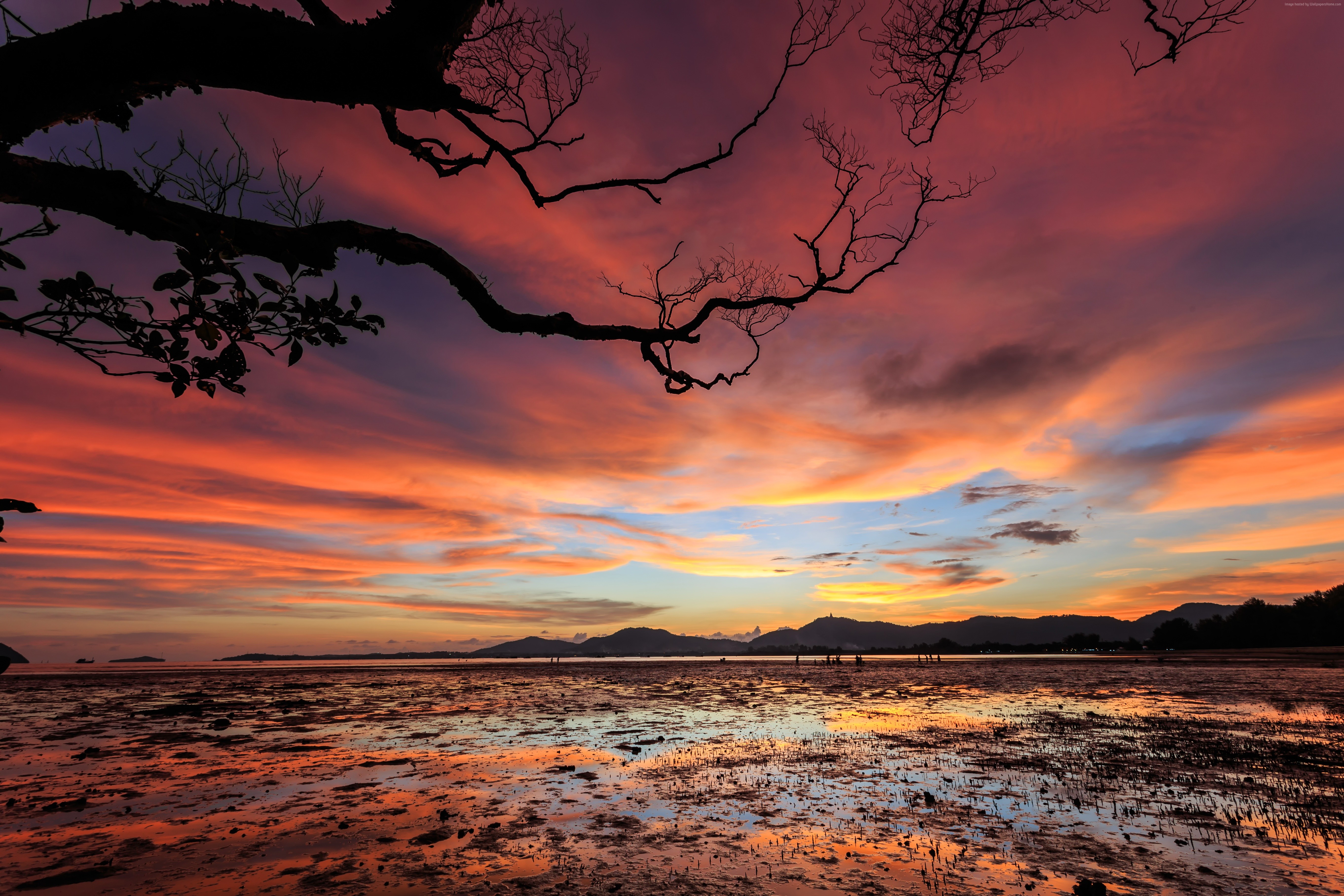 Sunset over the ocean with silhouetted trees HD Wallpaper