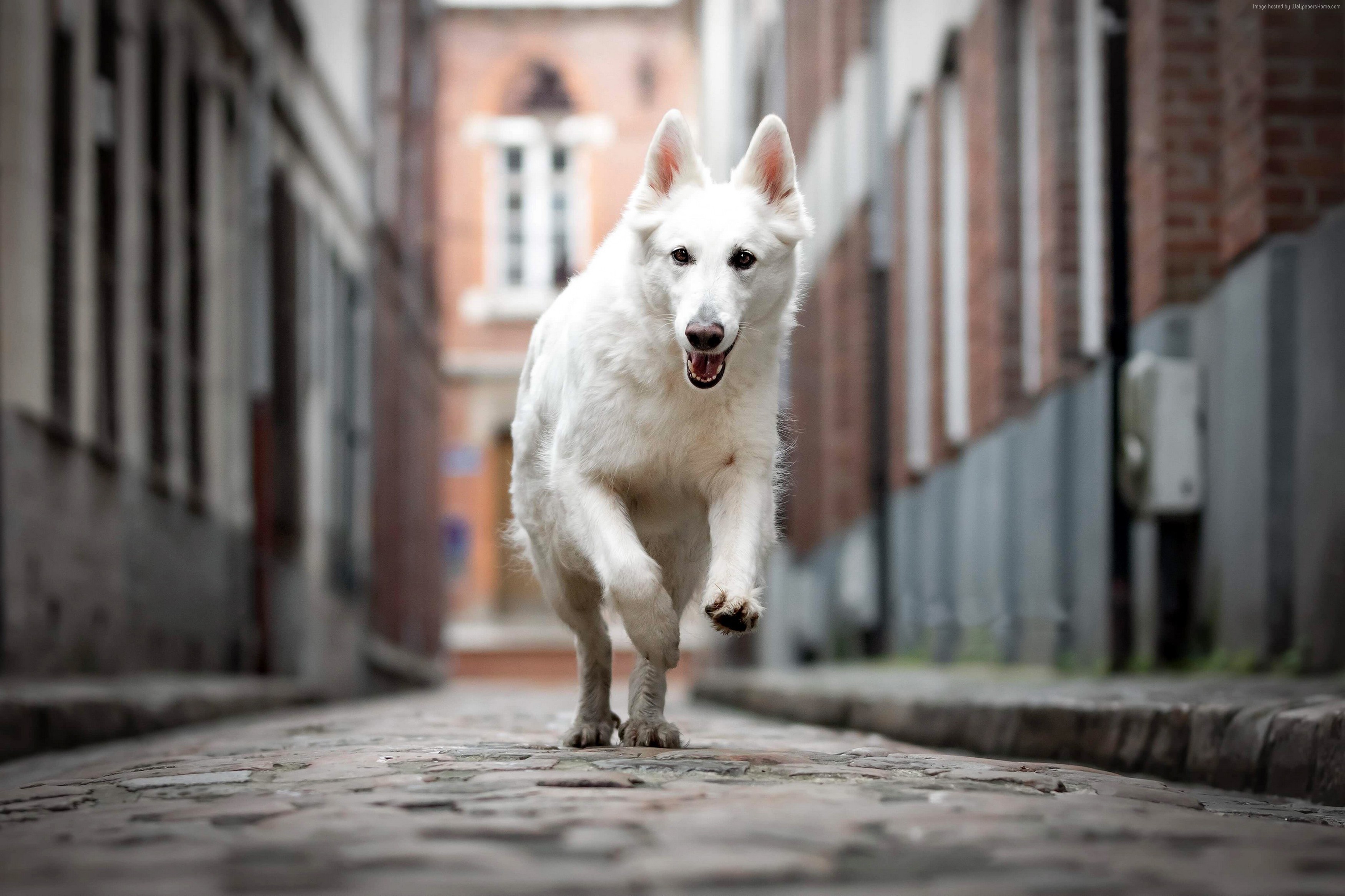 4K White Berger Blanc Suisse dog running HD Wallpaper