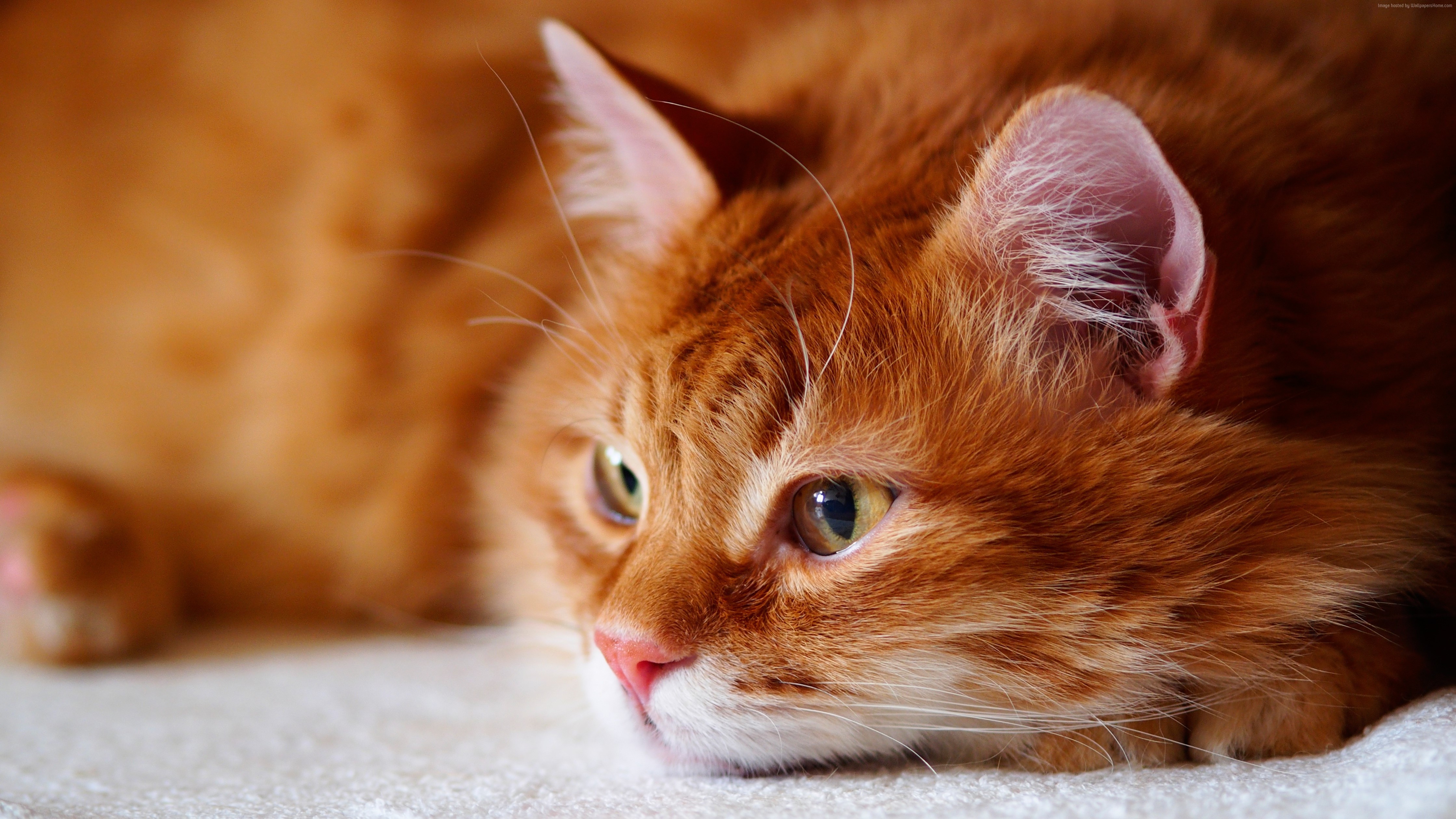 4K Orange Tabby Cat Lying Down HD Wallpaper