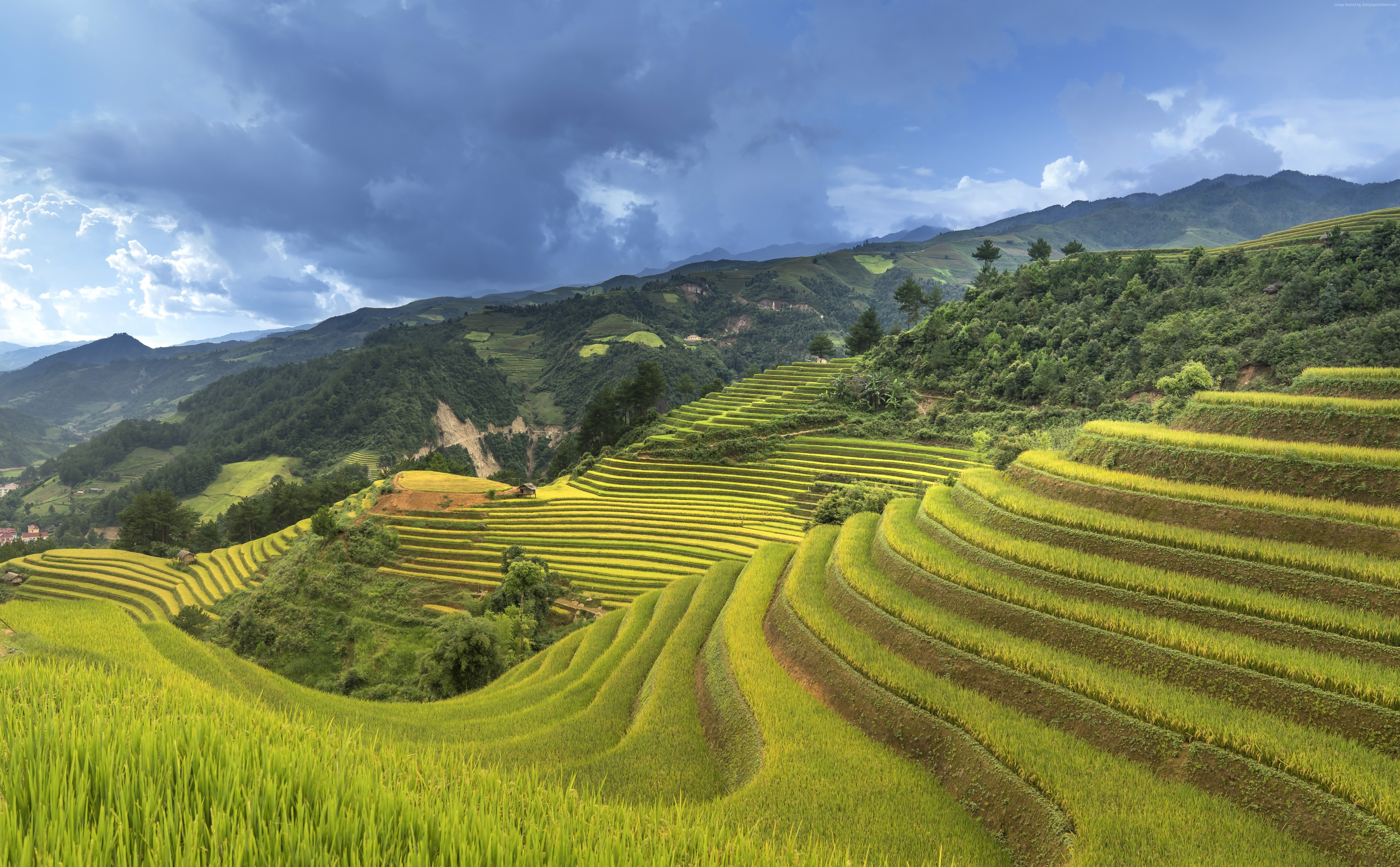 5K, China, Rice Terrace HD Wallpaper