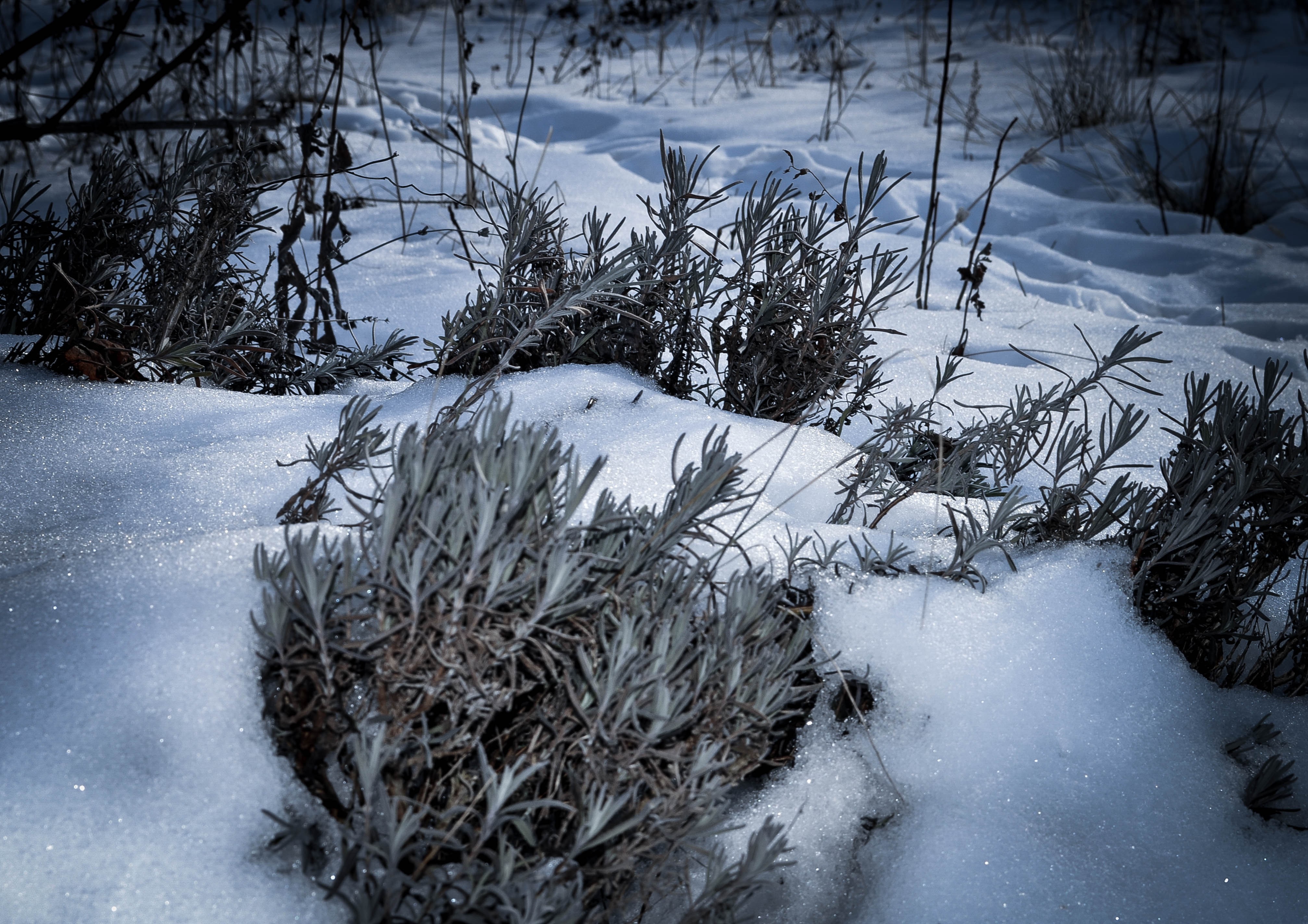 Plants covered in snow in a winter forest HD Wallpaper