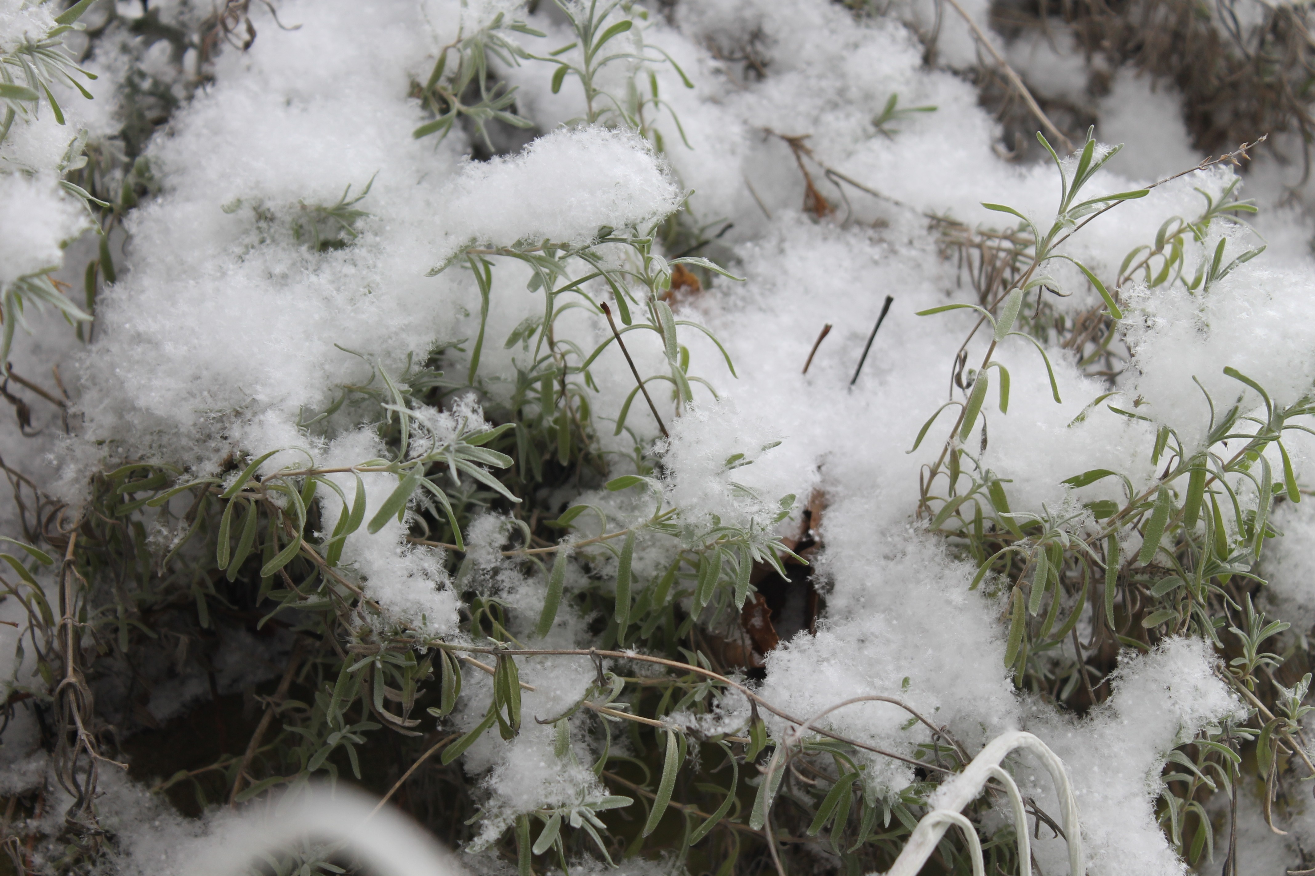 Snow covered green plants in winter HD Wallpaper