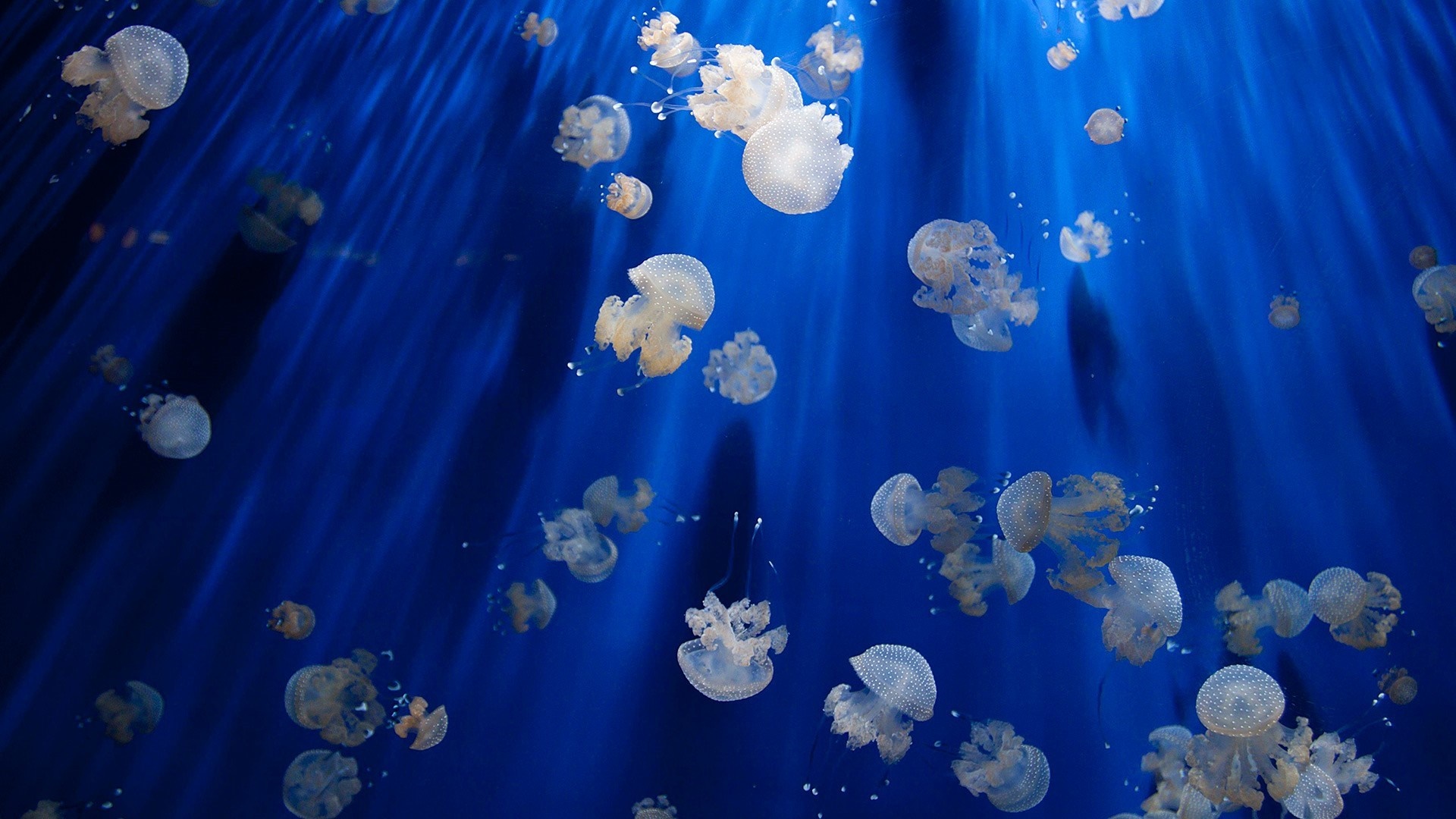 Many jellyfish swimming in blue ocean water HD Wallpaper