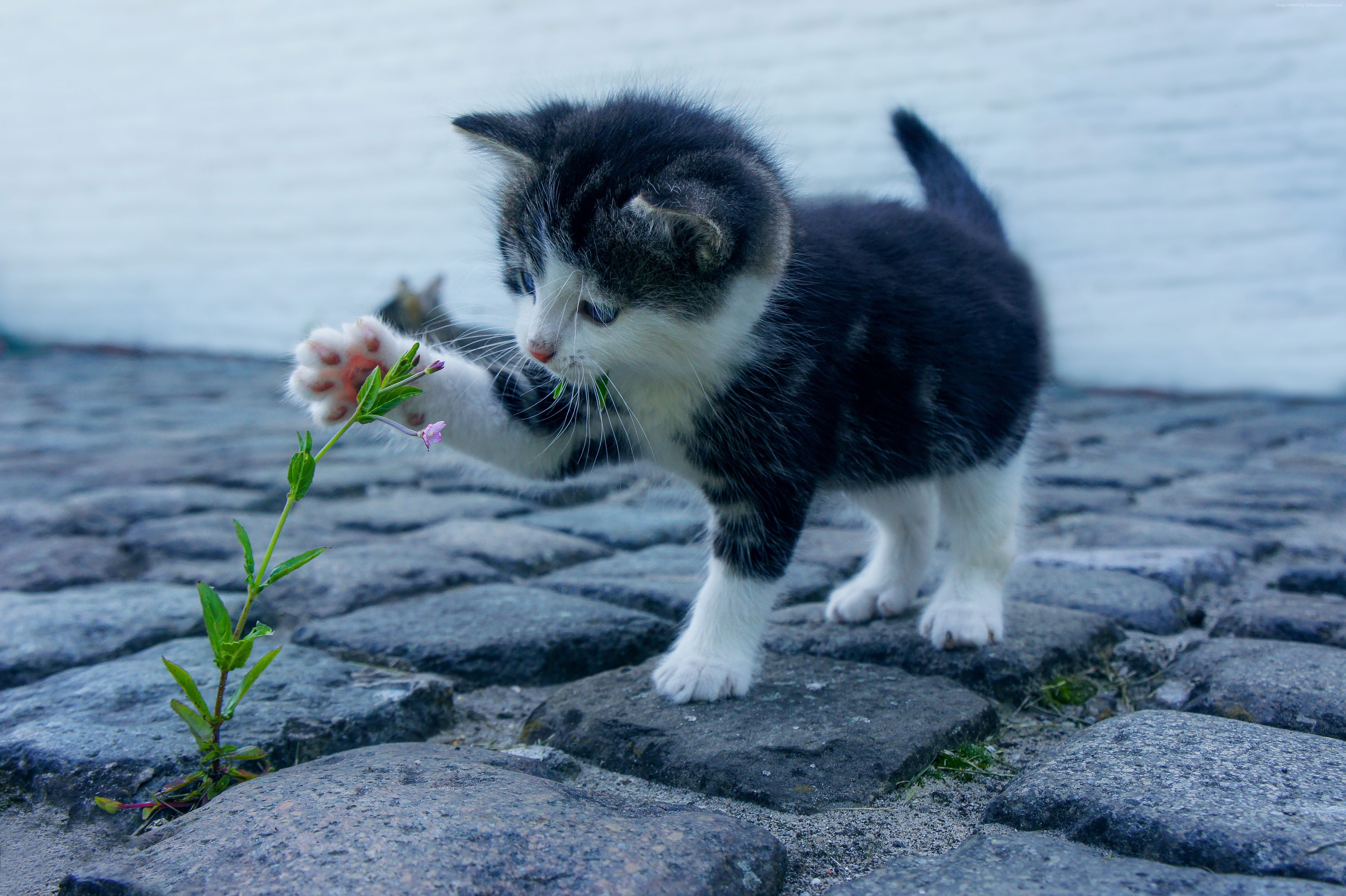 Kitten playing with a flower on cobblestones HD Wallpaper