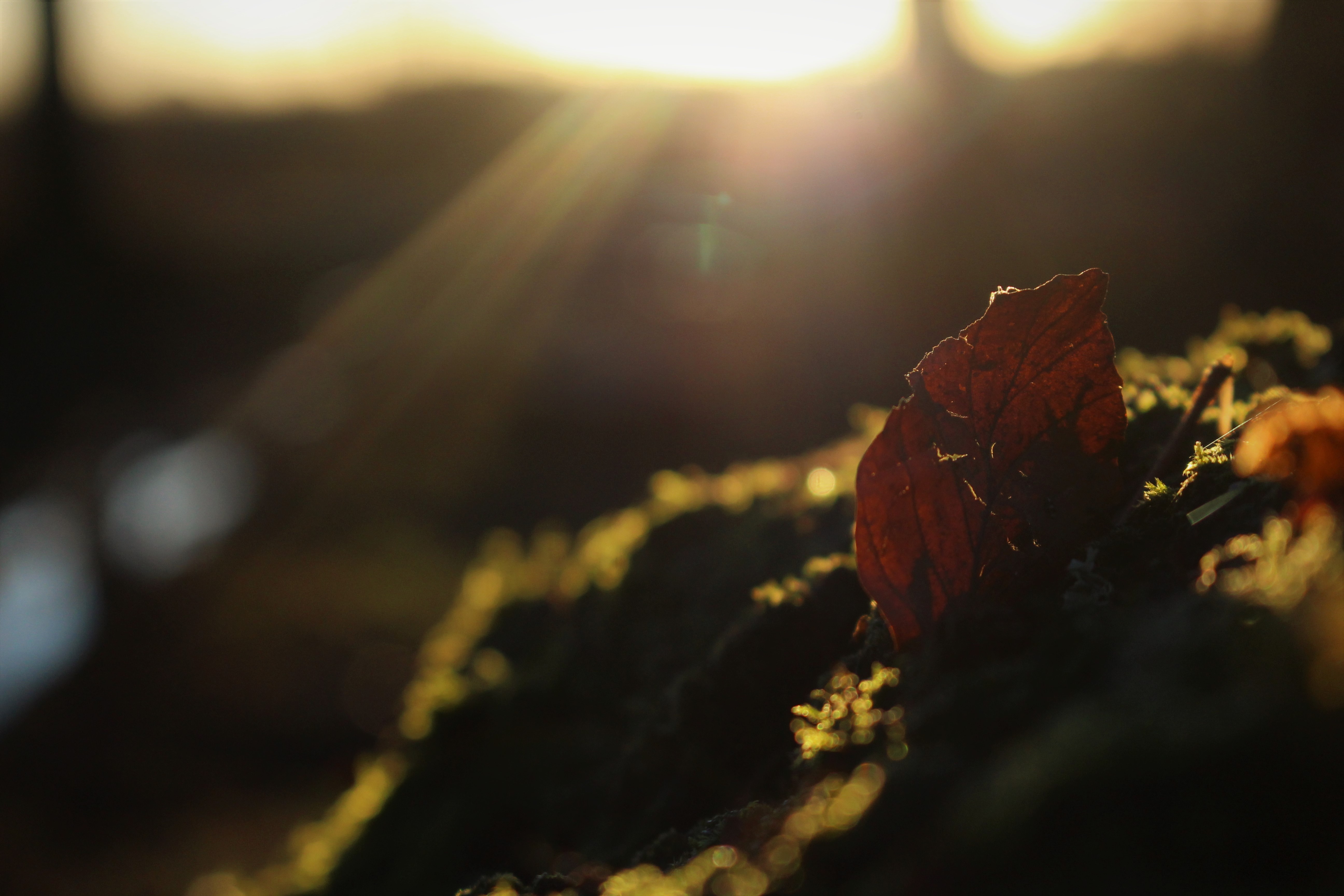 Sunlight on a fallen autumn leaf on moss HD Wallpaper