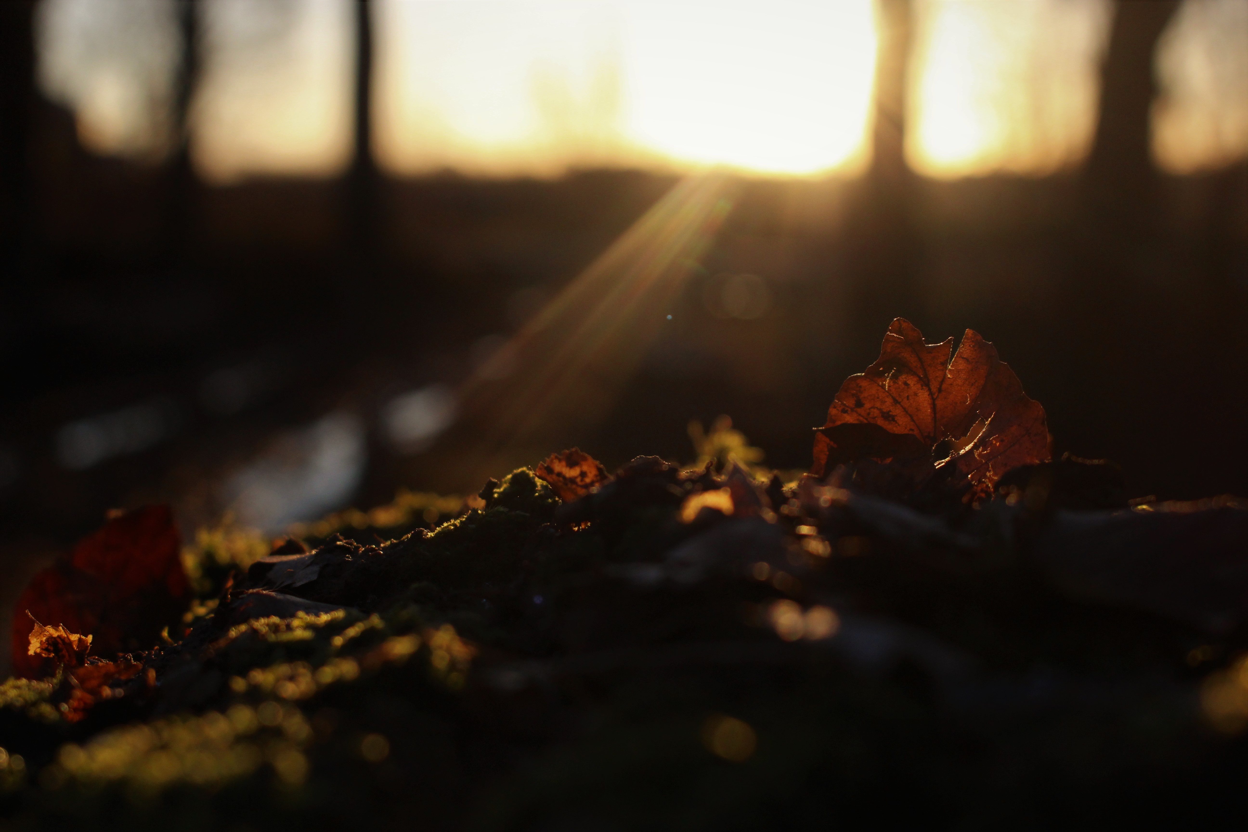 Sunlight filtering through trees onto fallen leaves HD Wallpaper
