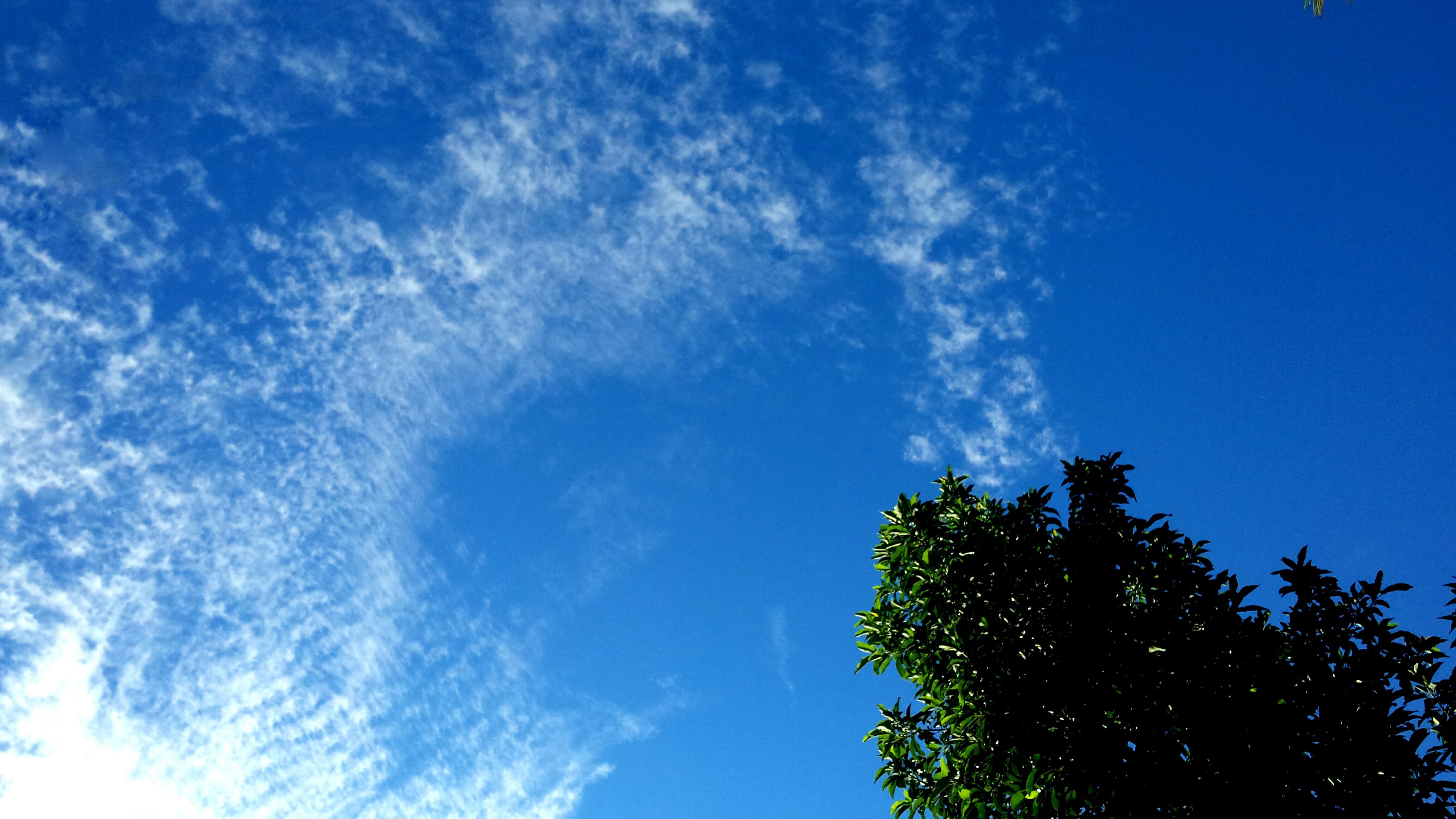 Blue sky with wispy clouds and a silhouetted tree HD Wallpaper
