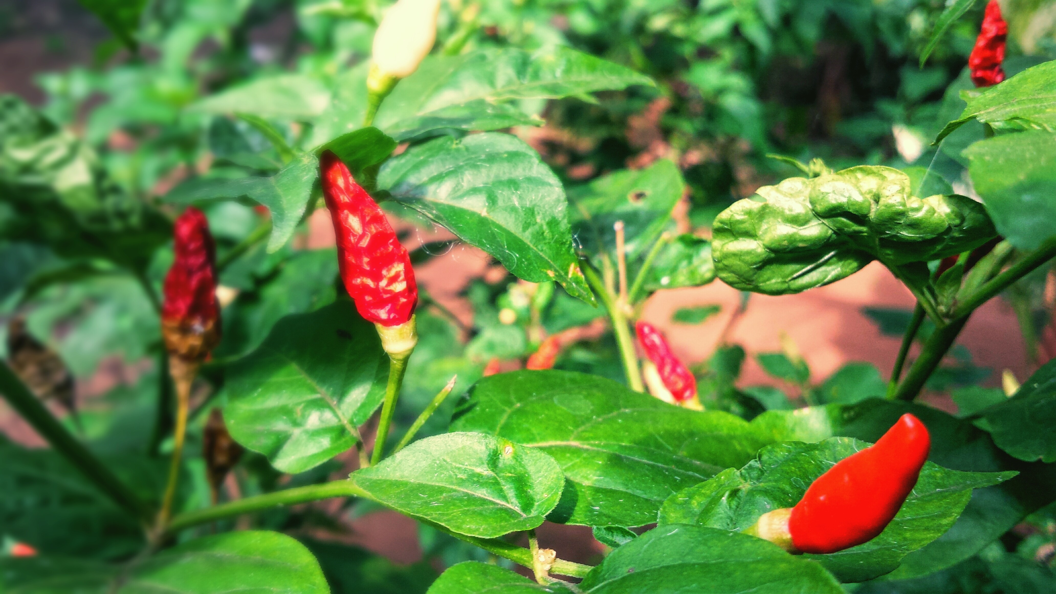 Red chili peppers growing on a plant HD Wallpaper