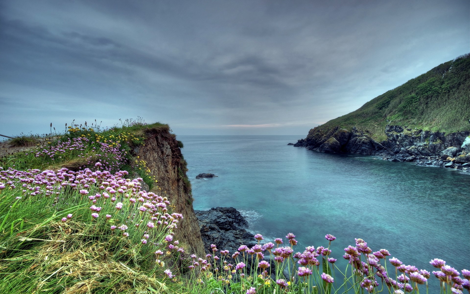 Coastal cliff with purple flowers and the sea HD Wallpaper
