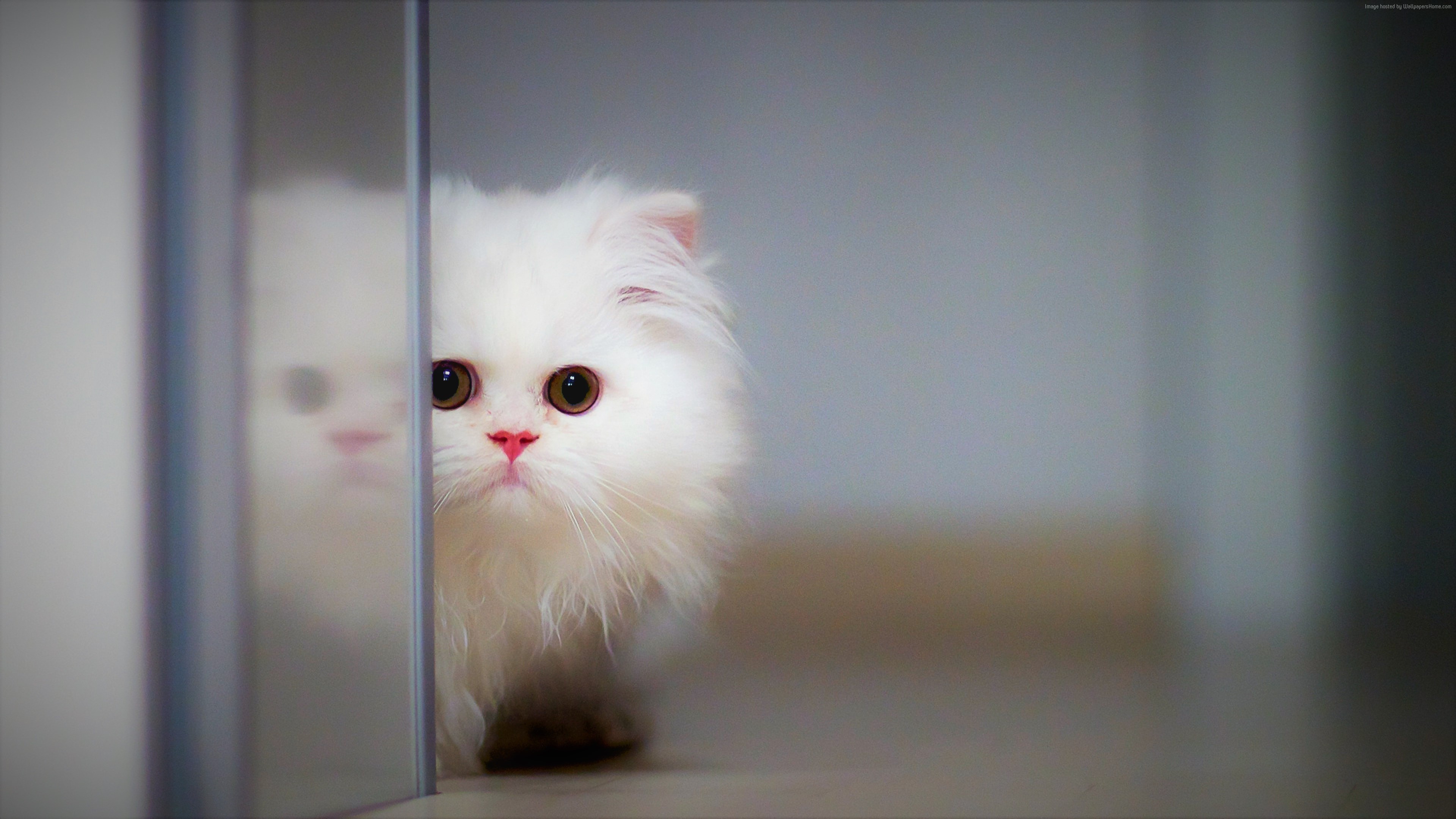 Fluffy white kitten peeking from behind a reflective surface HD Wallpaper