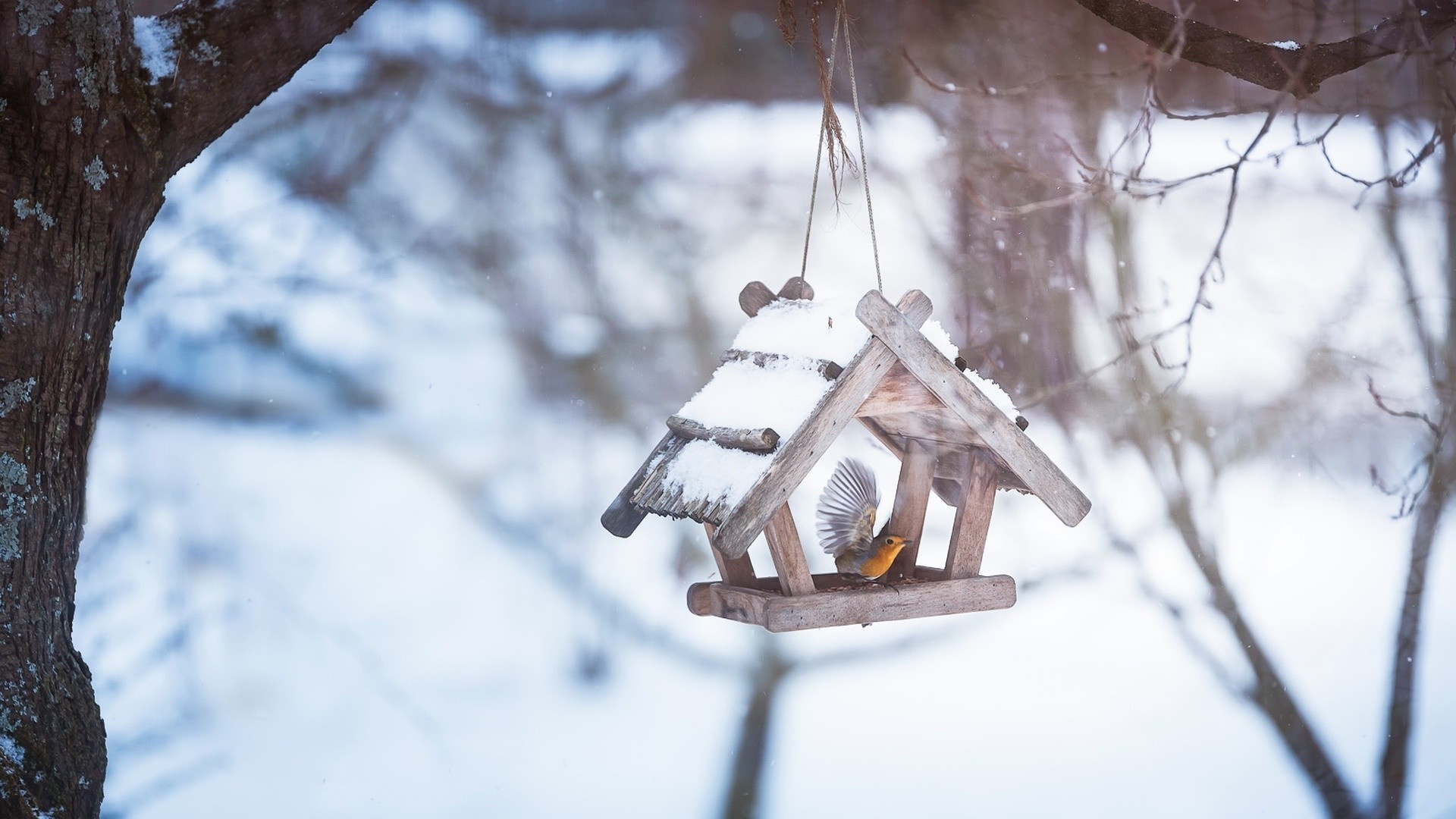 Robin bird at a snowy bird feeder in winter HD Wallpaper
