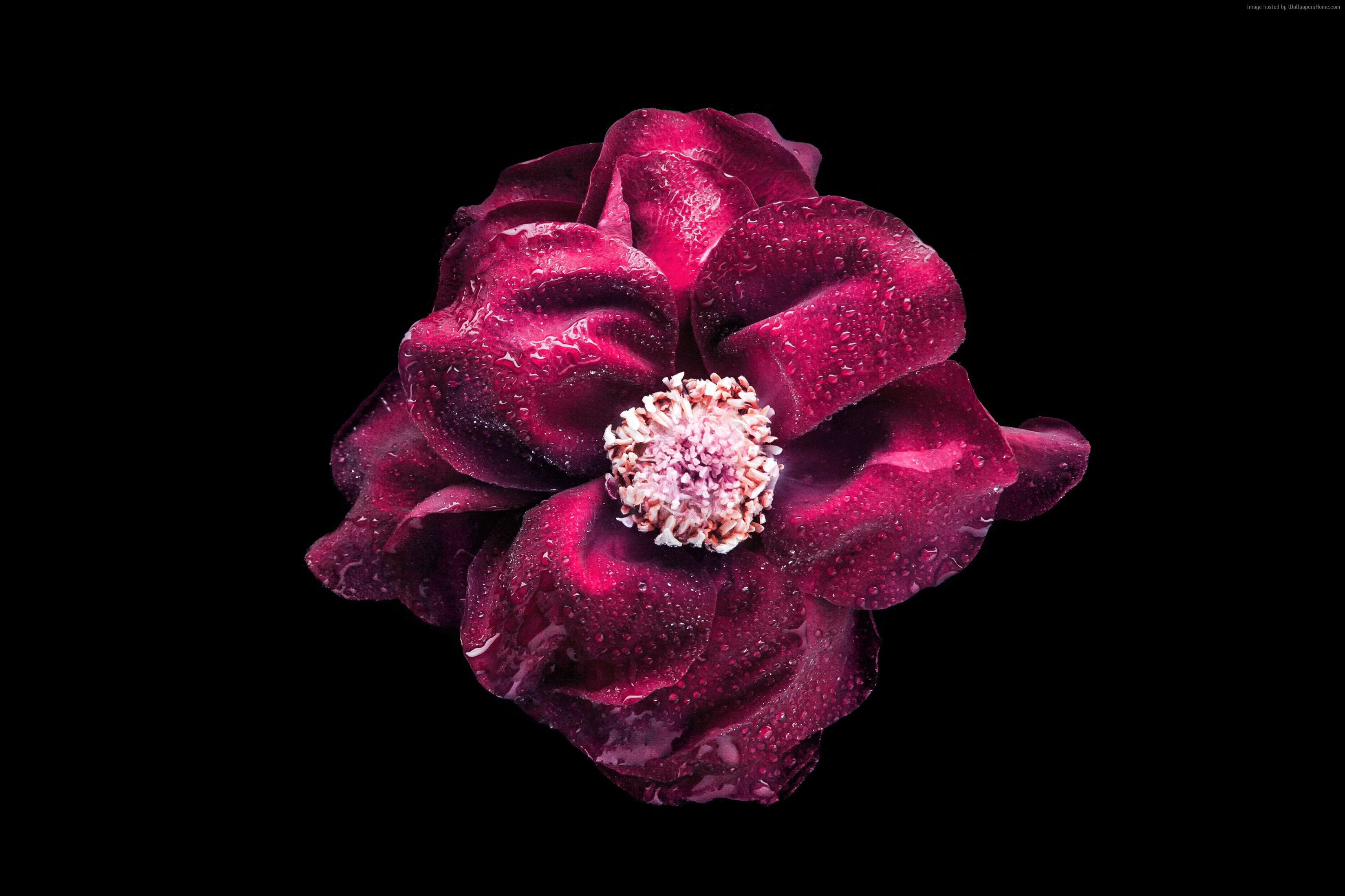 4K Purple Flower with Water Droplets HD Wallpaper