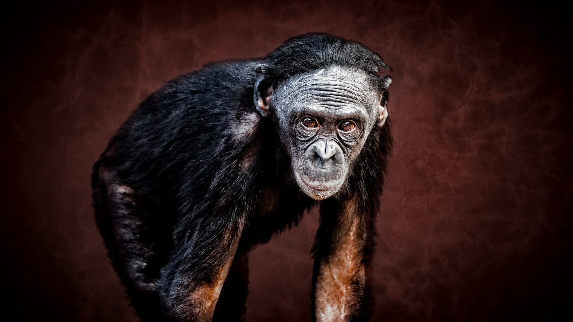 Chimpanzee portrait with dark background HD Wallpaper