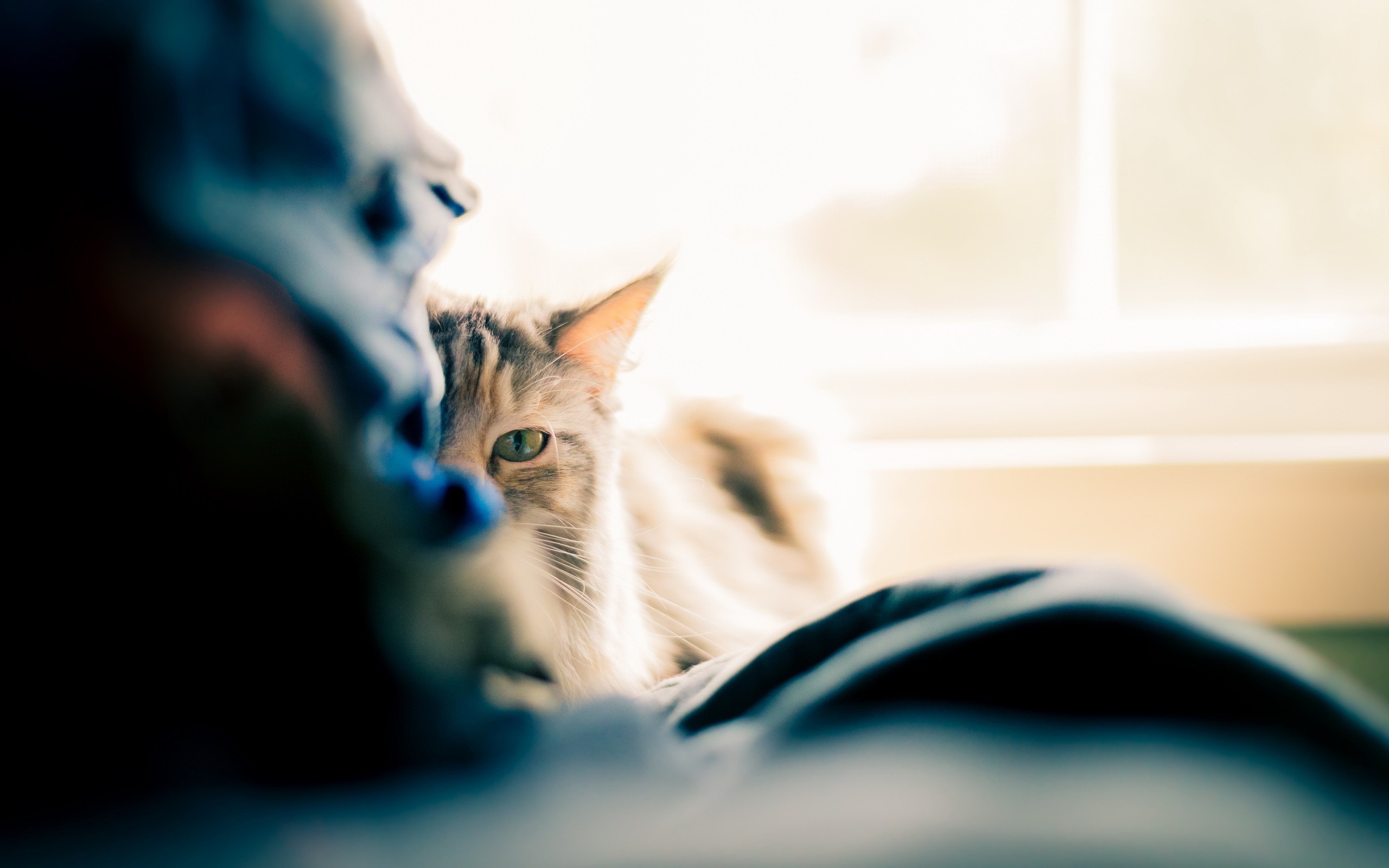 A cat peeks from behind a blue object HD Wallpaper