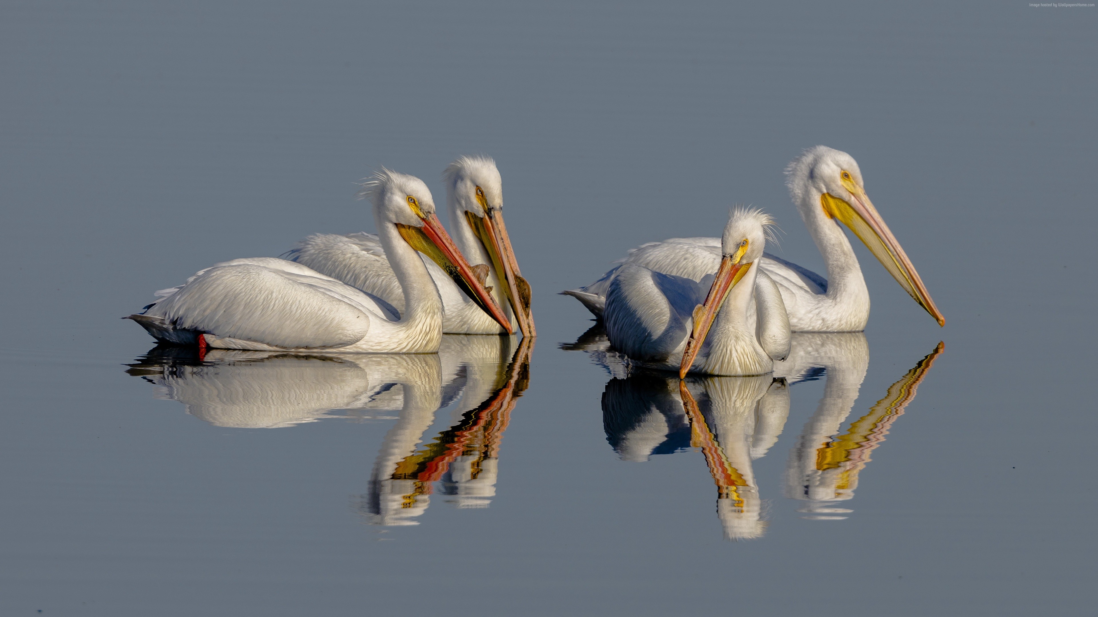 Four White Pelicans in Water with Reflections HD Wallpaper