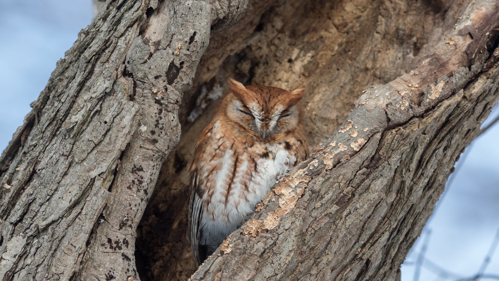 Eastern Screech Owl sleeping in a tree hollow HD Wallpaper
