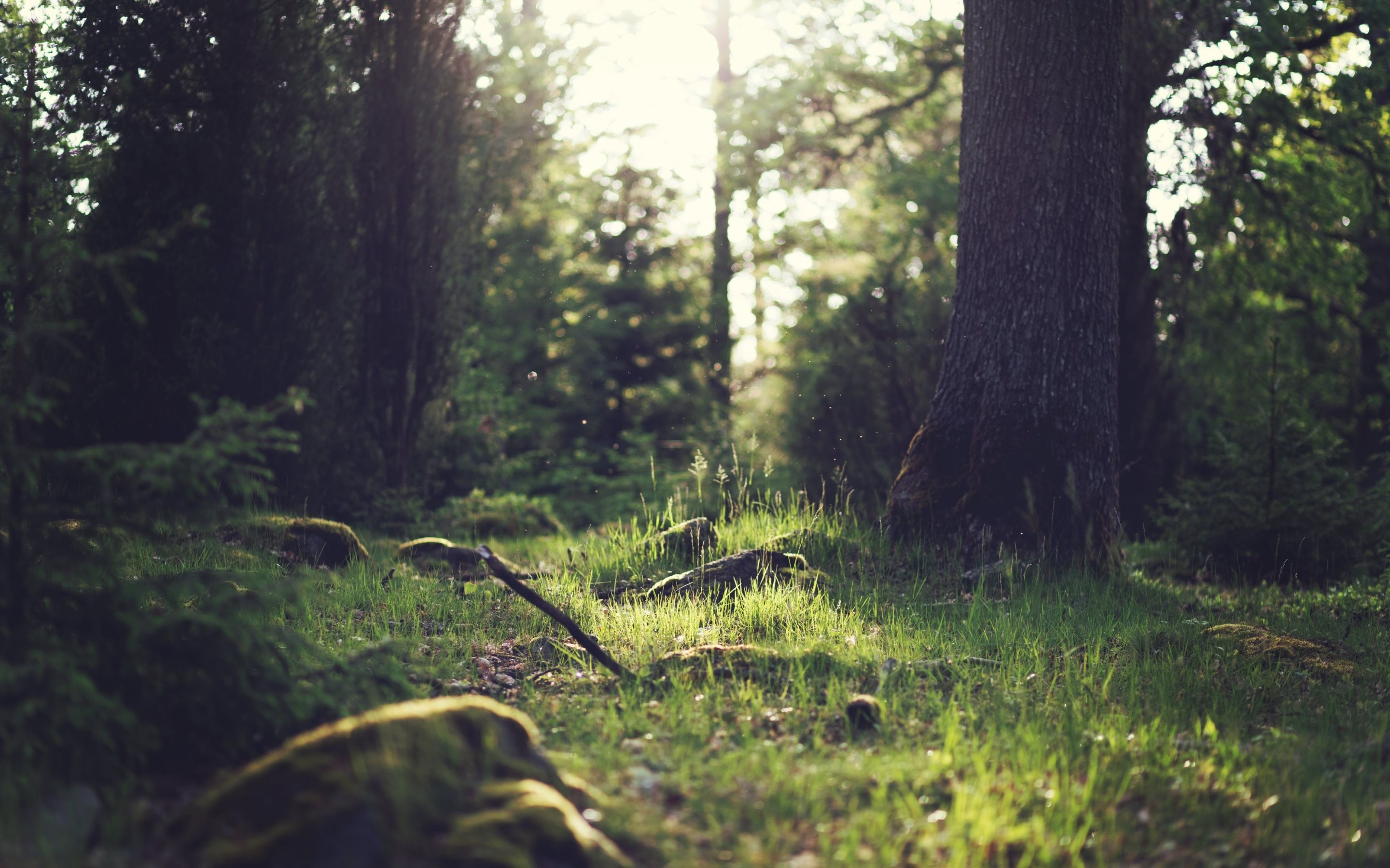 Sunlight filtering through a forest with mossy rocks and grass HD Wallpaper