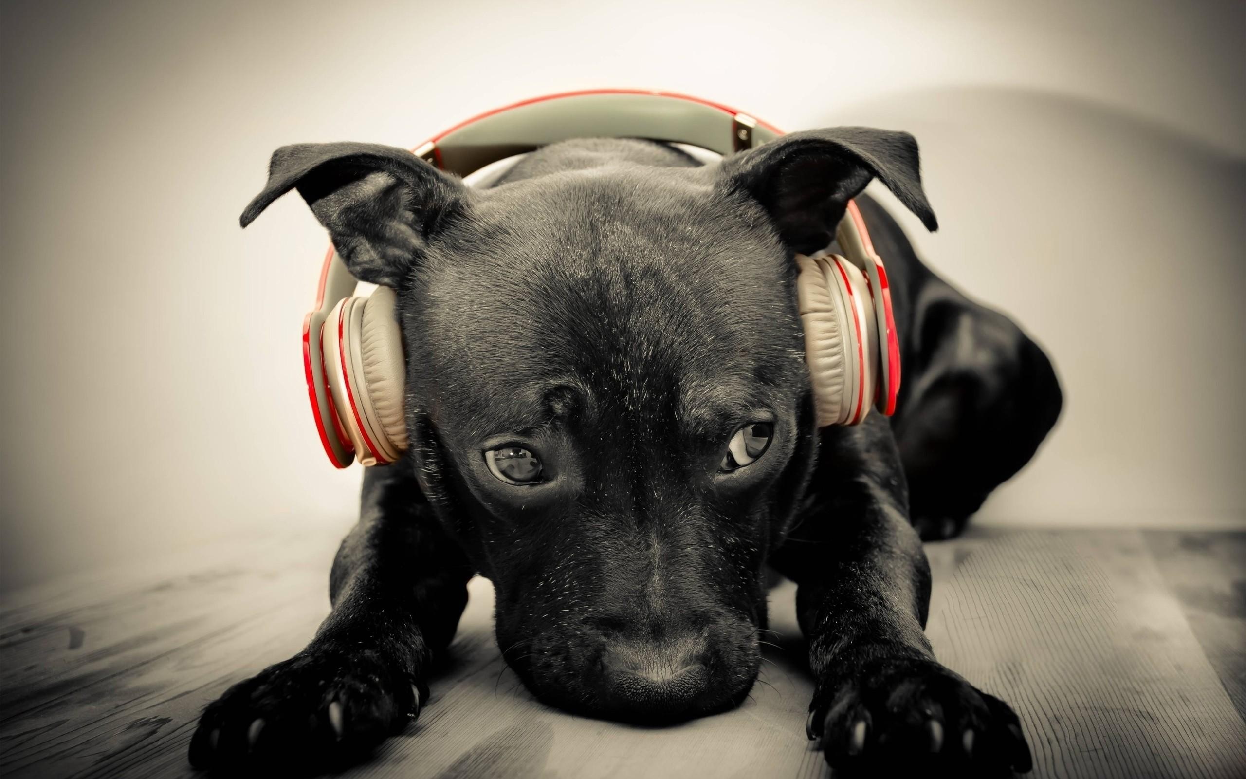 Black puppy wearing red and white headphones HD Wallpaper