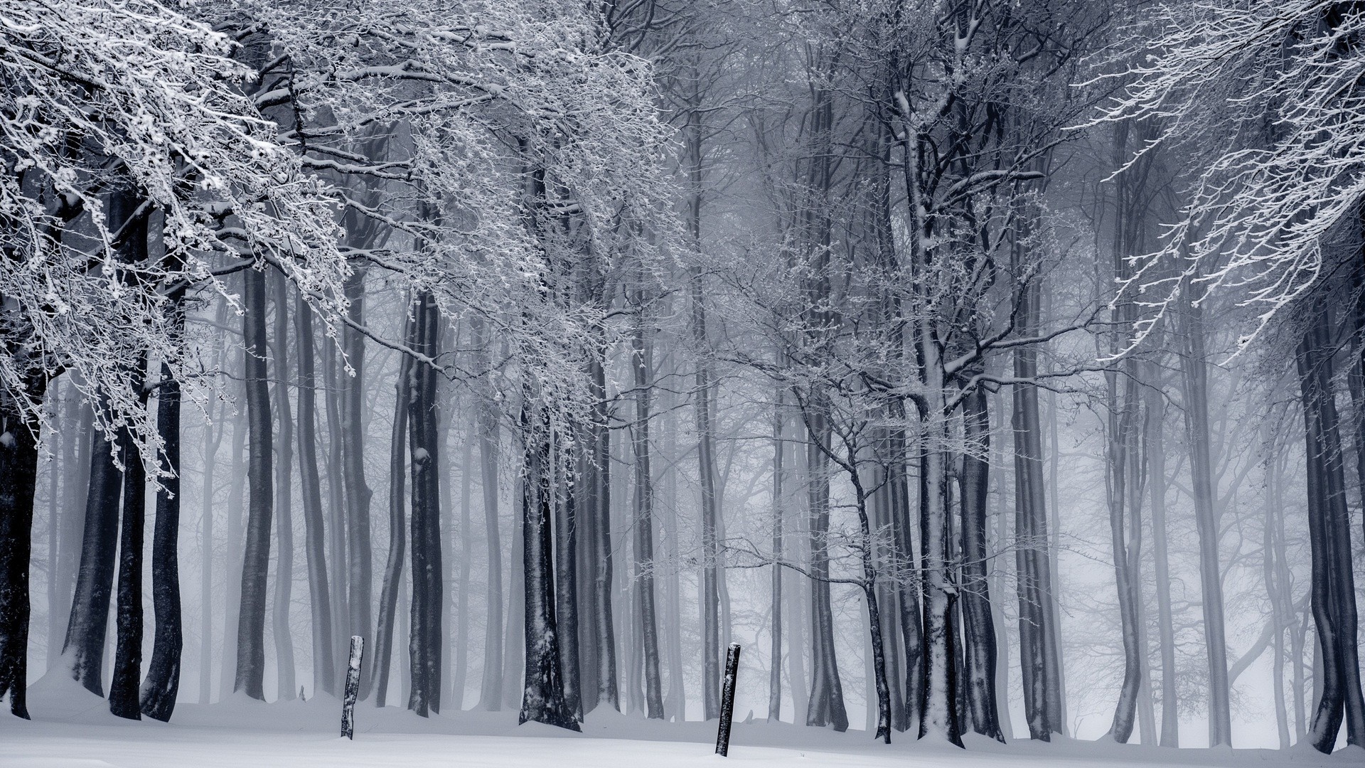 Snow-covered trees in a misty winter forest HD Wallpaper