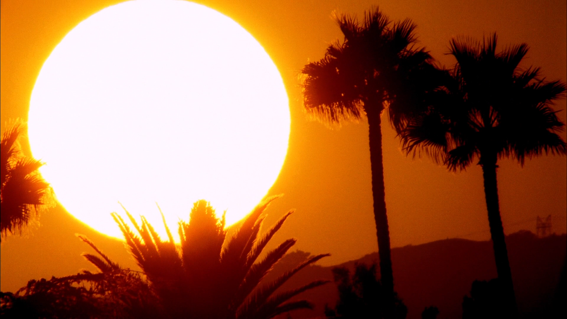 Sunset with Palm Trees and Sun HD Wallpaper