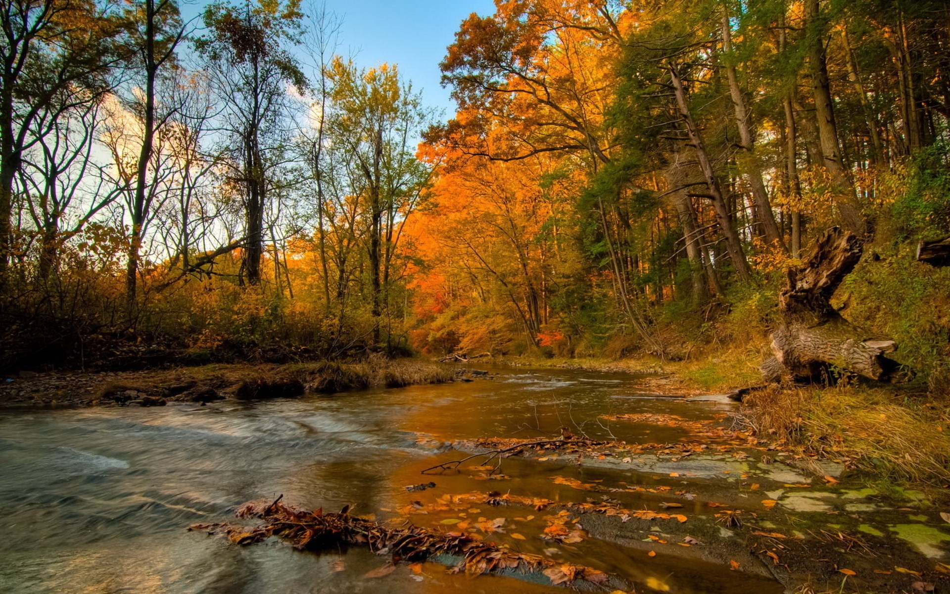Autumn forest with a flowing stream and fallen leaves HD Wallpaper