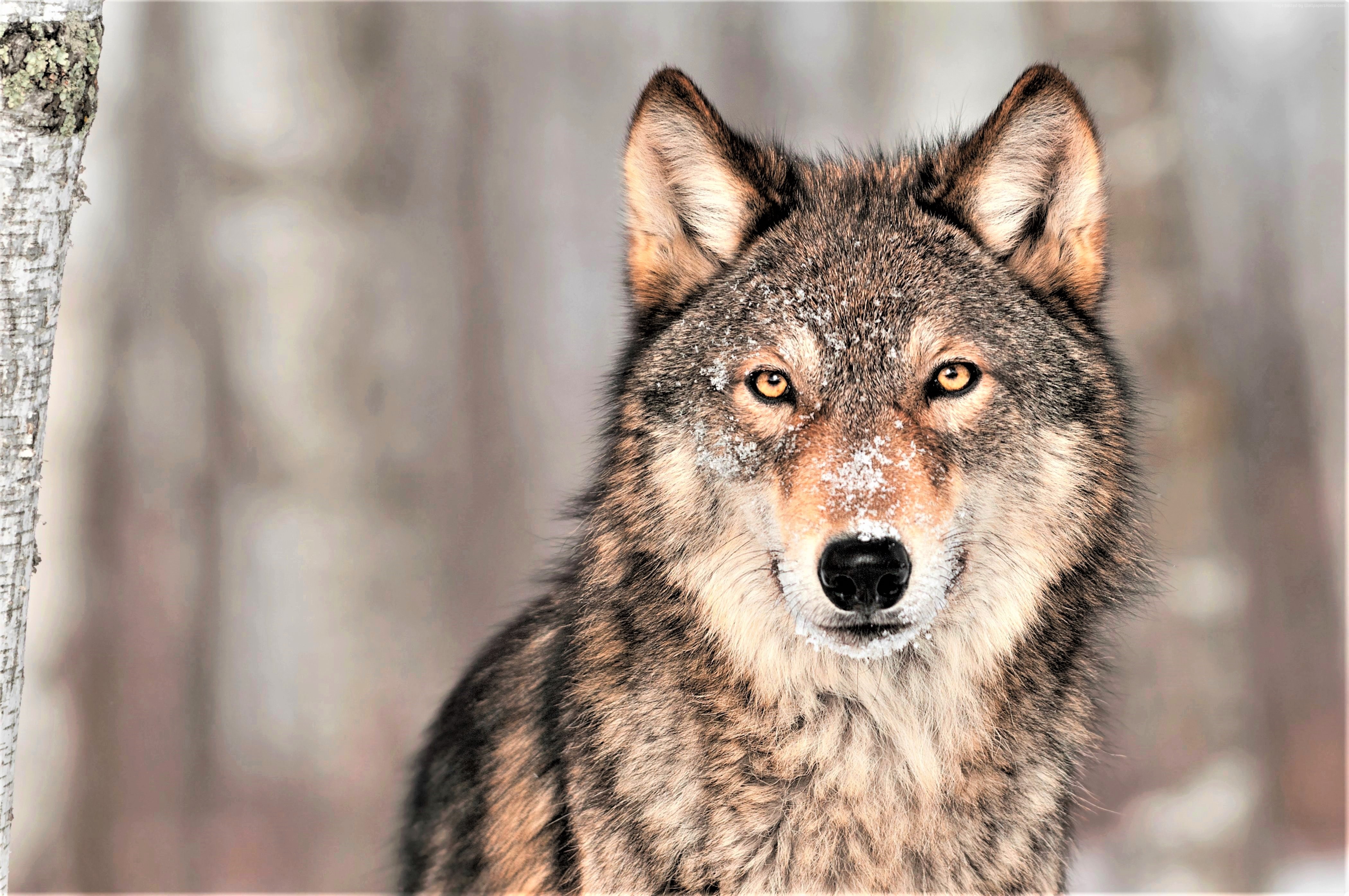 Wolf in the snow HD Wallpaper