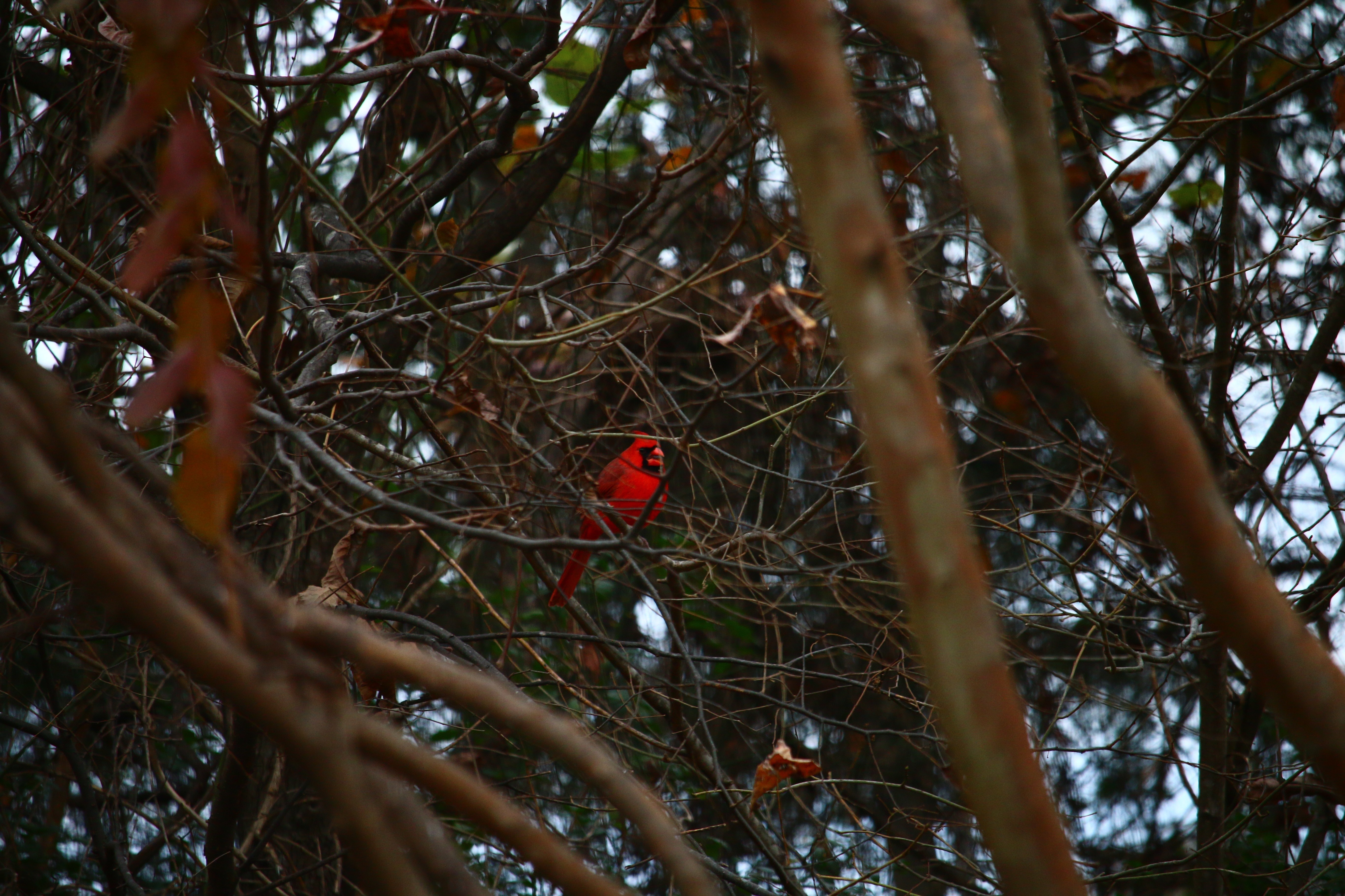 Red Cardinal perched on a tree branch HD Wallpaper