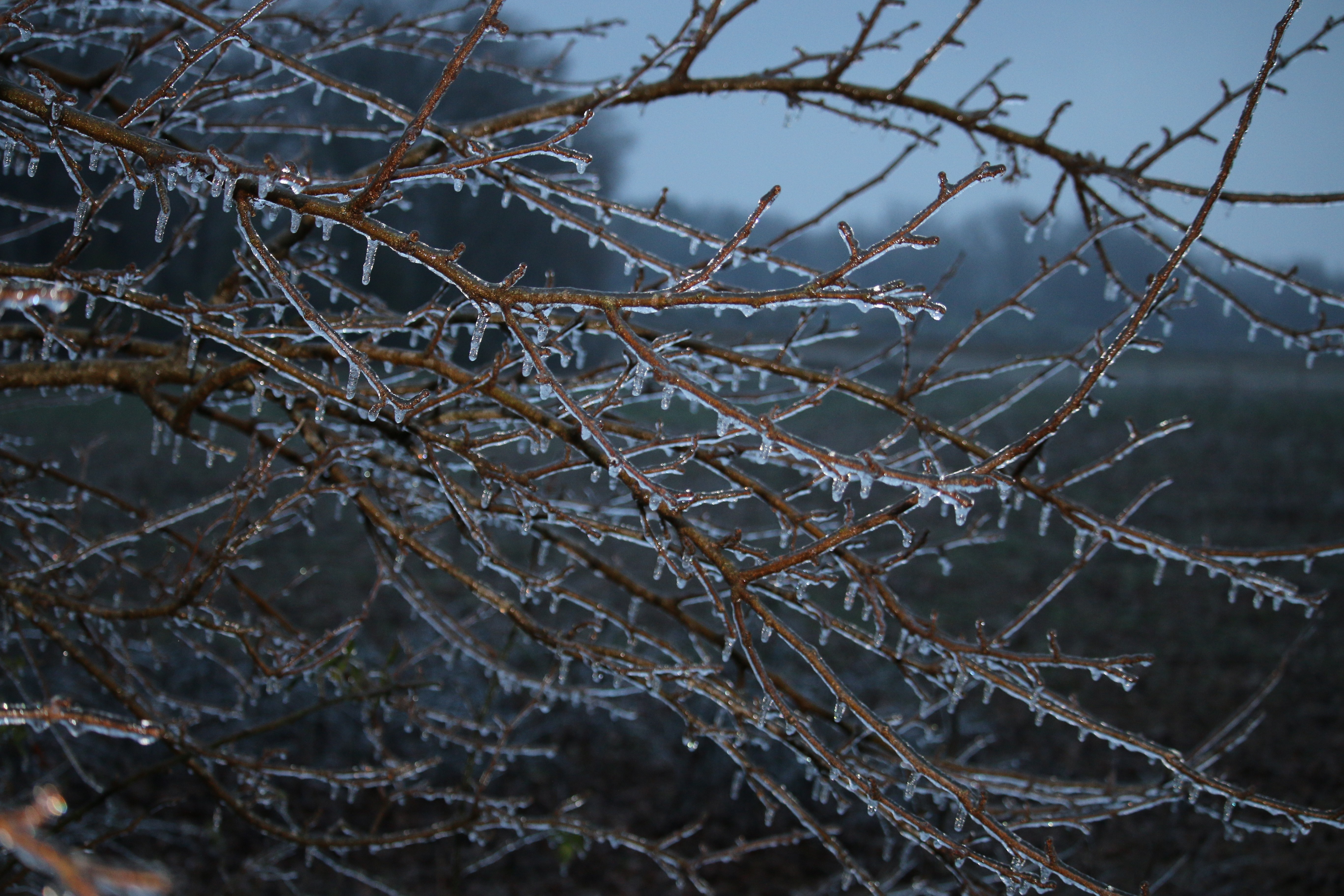 Tree branches covered in ice during winter HD Wallpaper