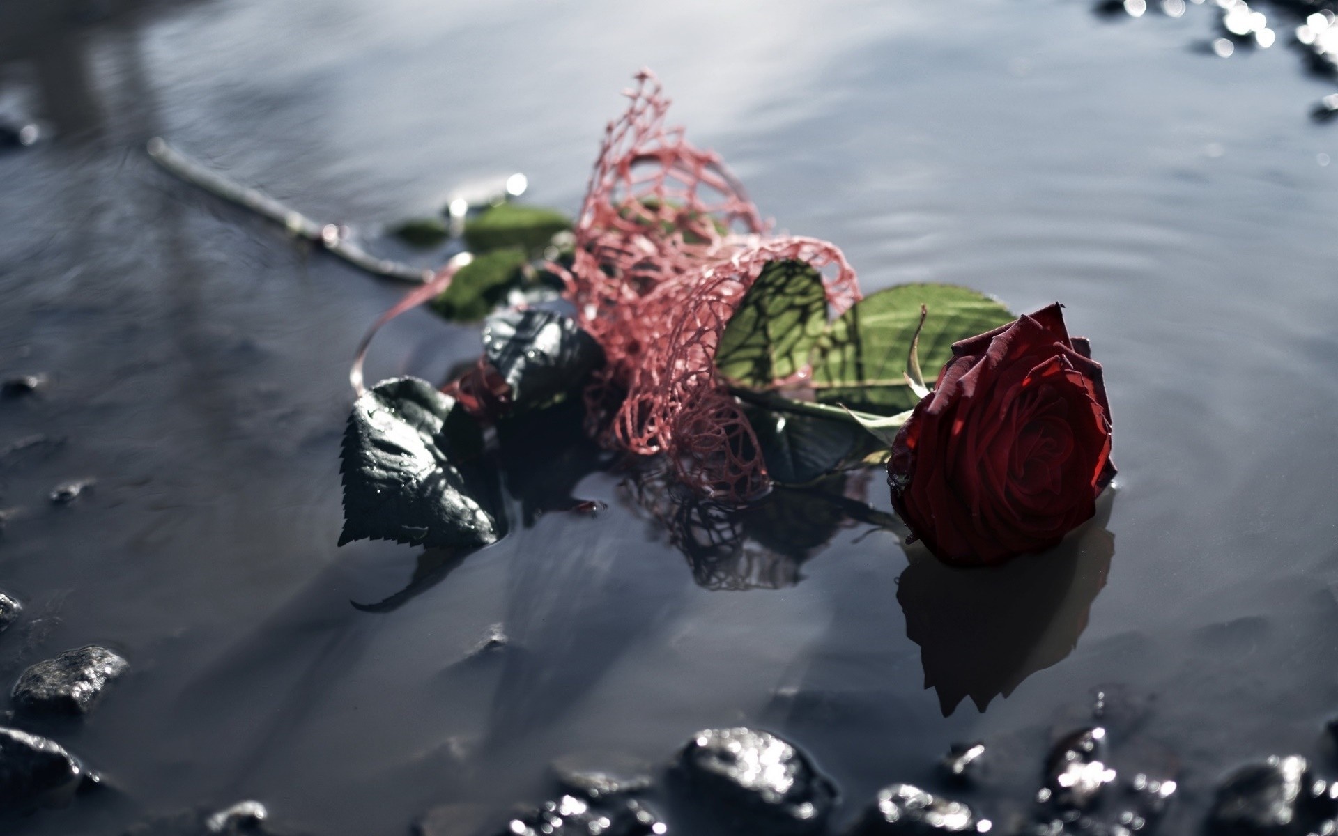 A single red rose floating in water with rocks HD Wallpaper