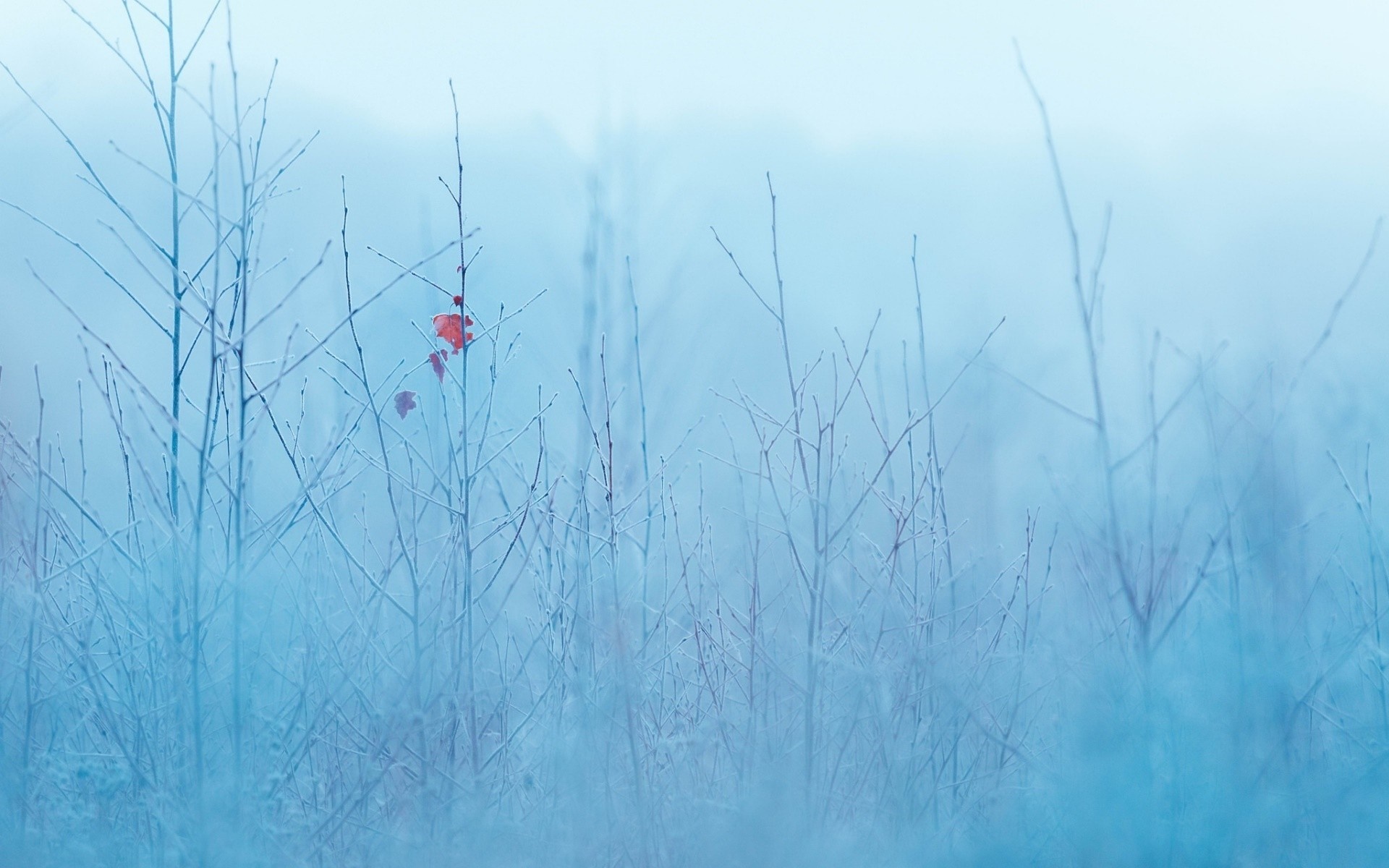 Bare branches covered in frost on a foggy winter morning HD Wallpaper