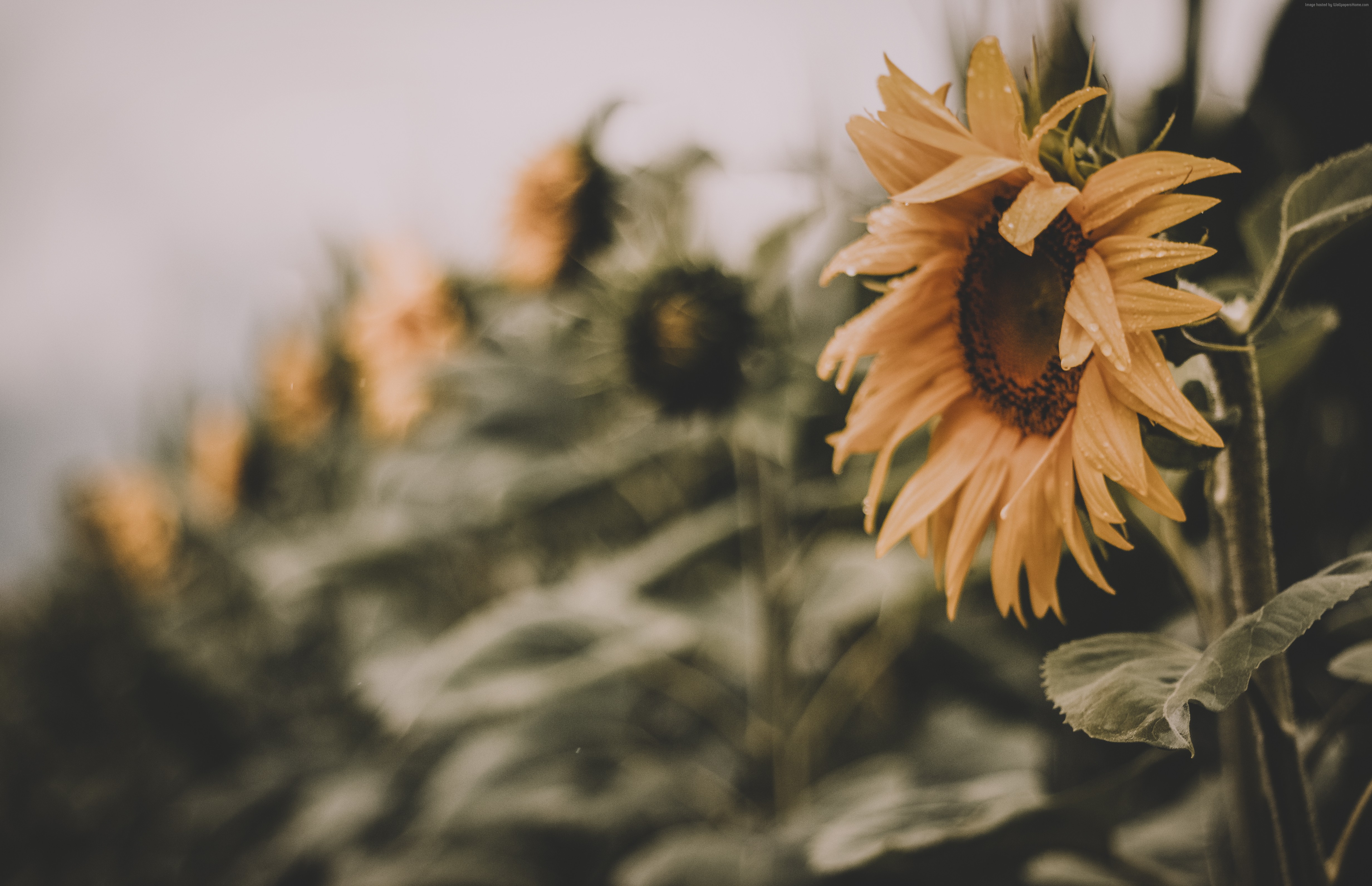 Sunflower with water droplets in a field HD Wallpaper
