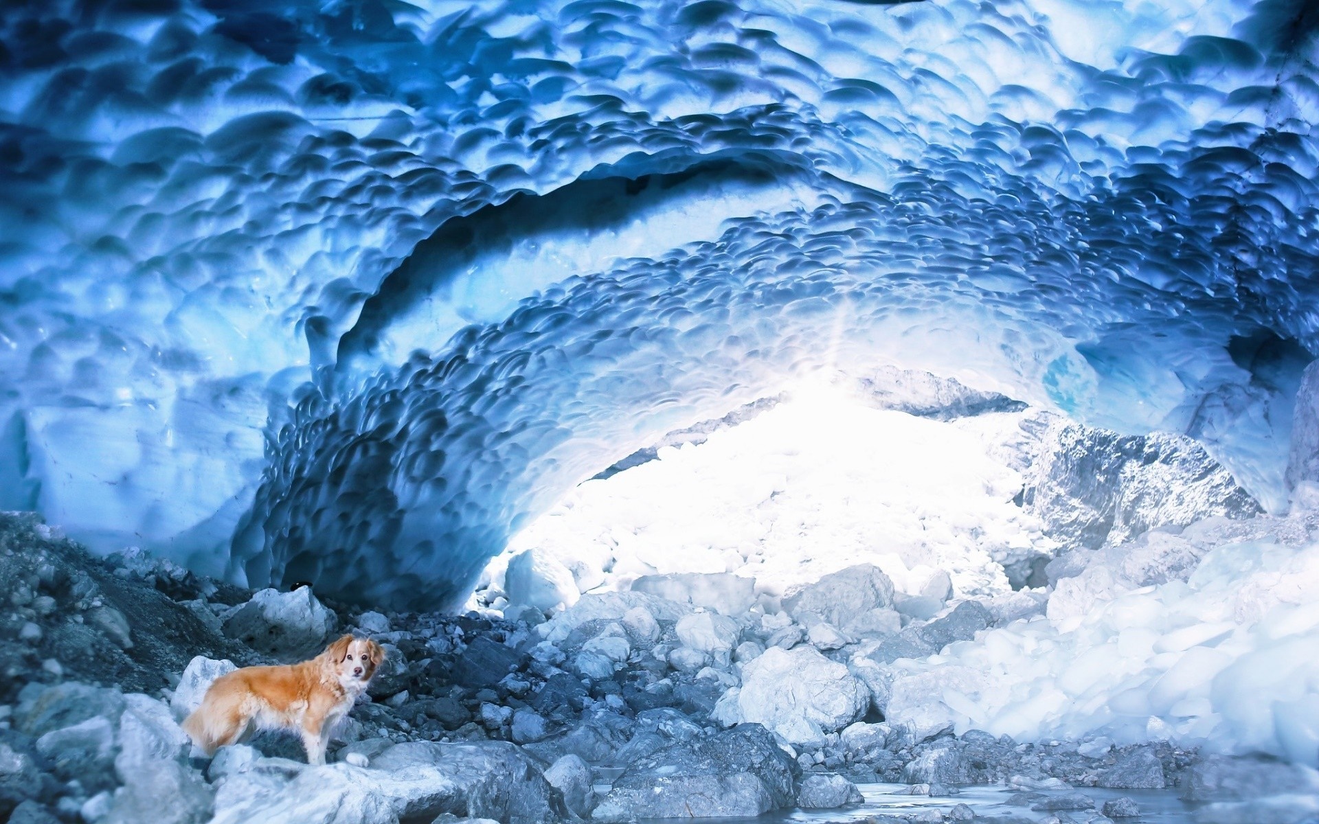 Dog standing in a blue ice cave HD Wallpaper