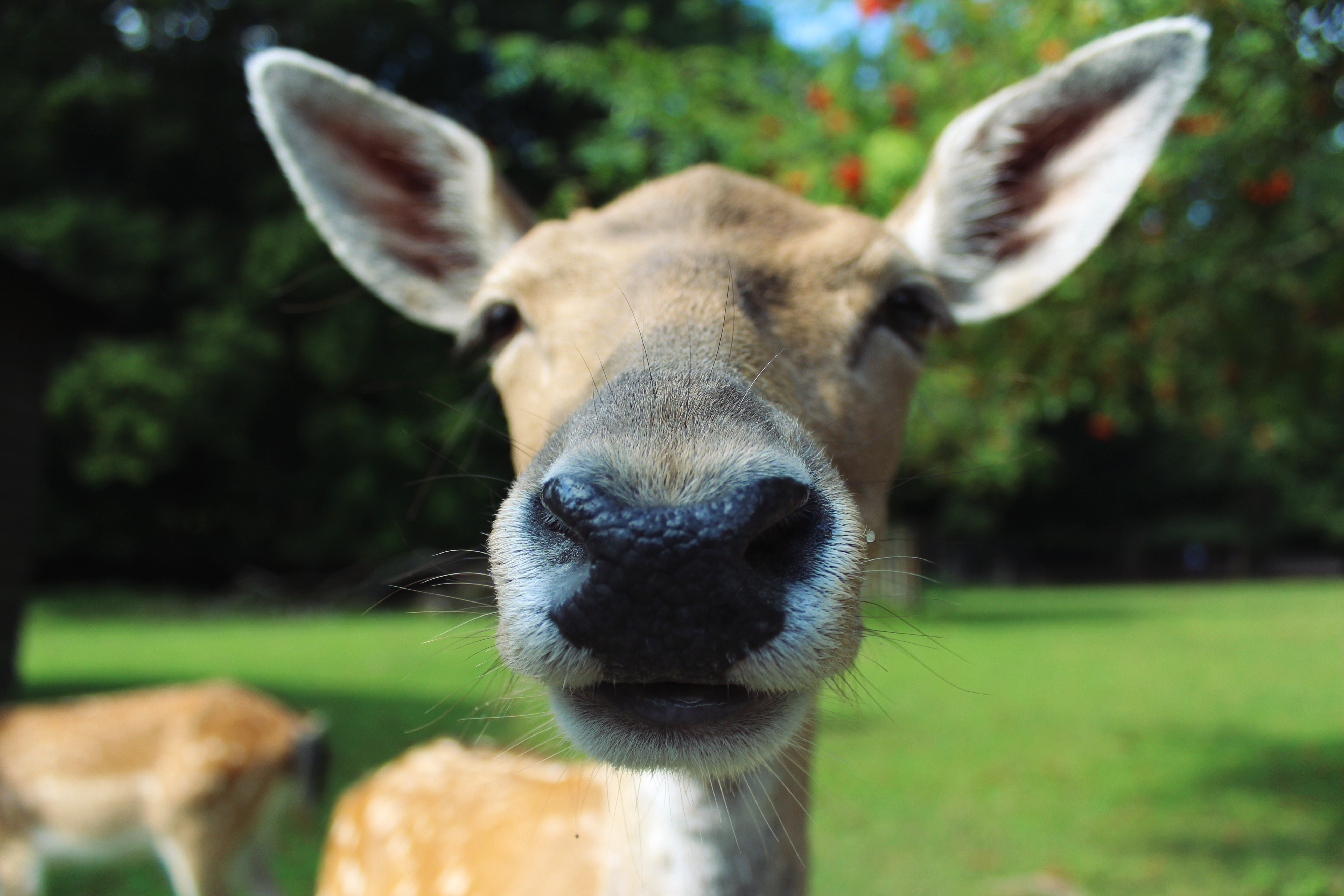 Close-up of a deer's face in a grassy field HD Wallpaper