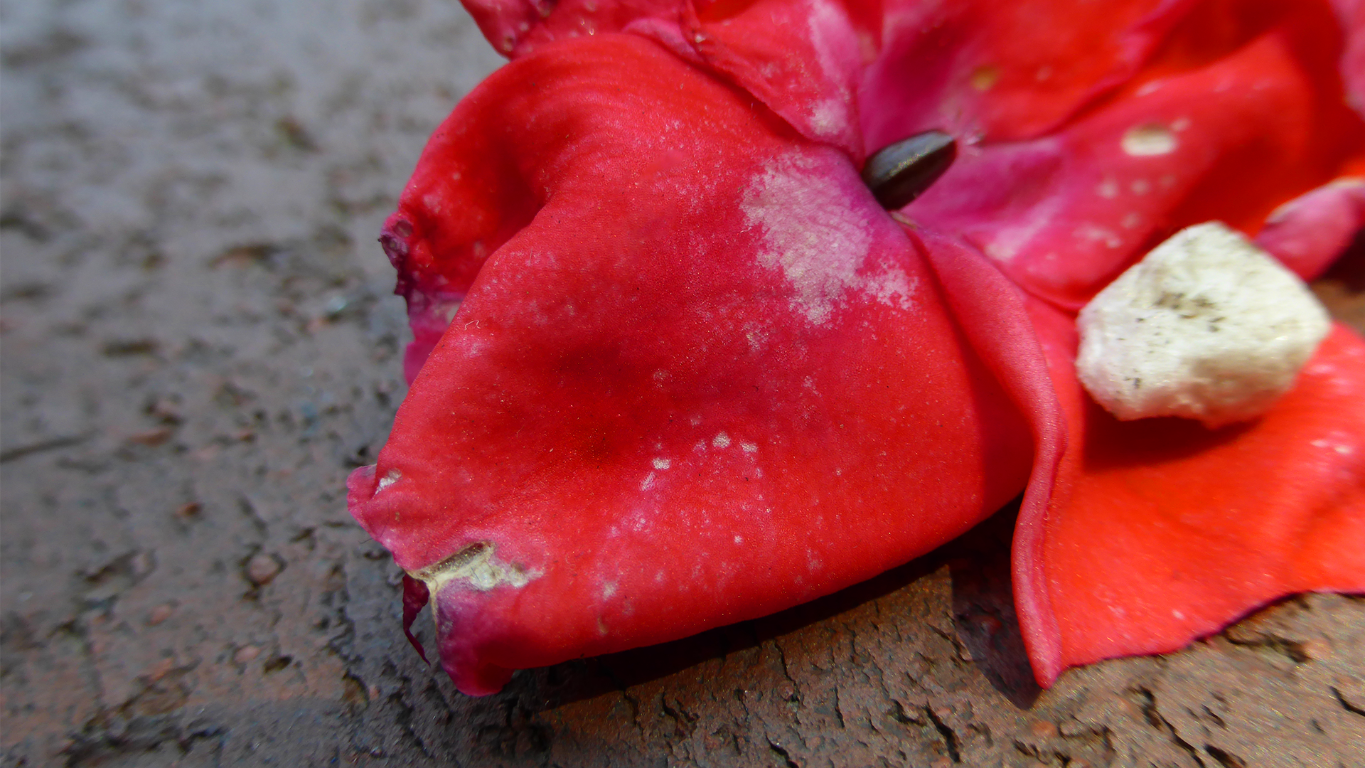 Red flower petal with white spots and a small stone HD Wallpaper