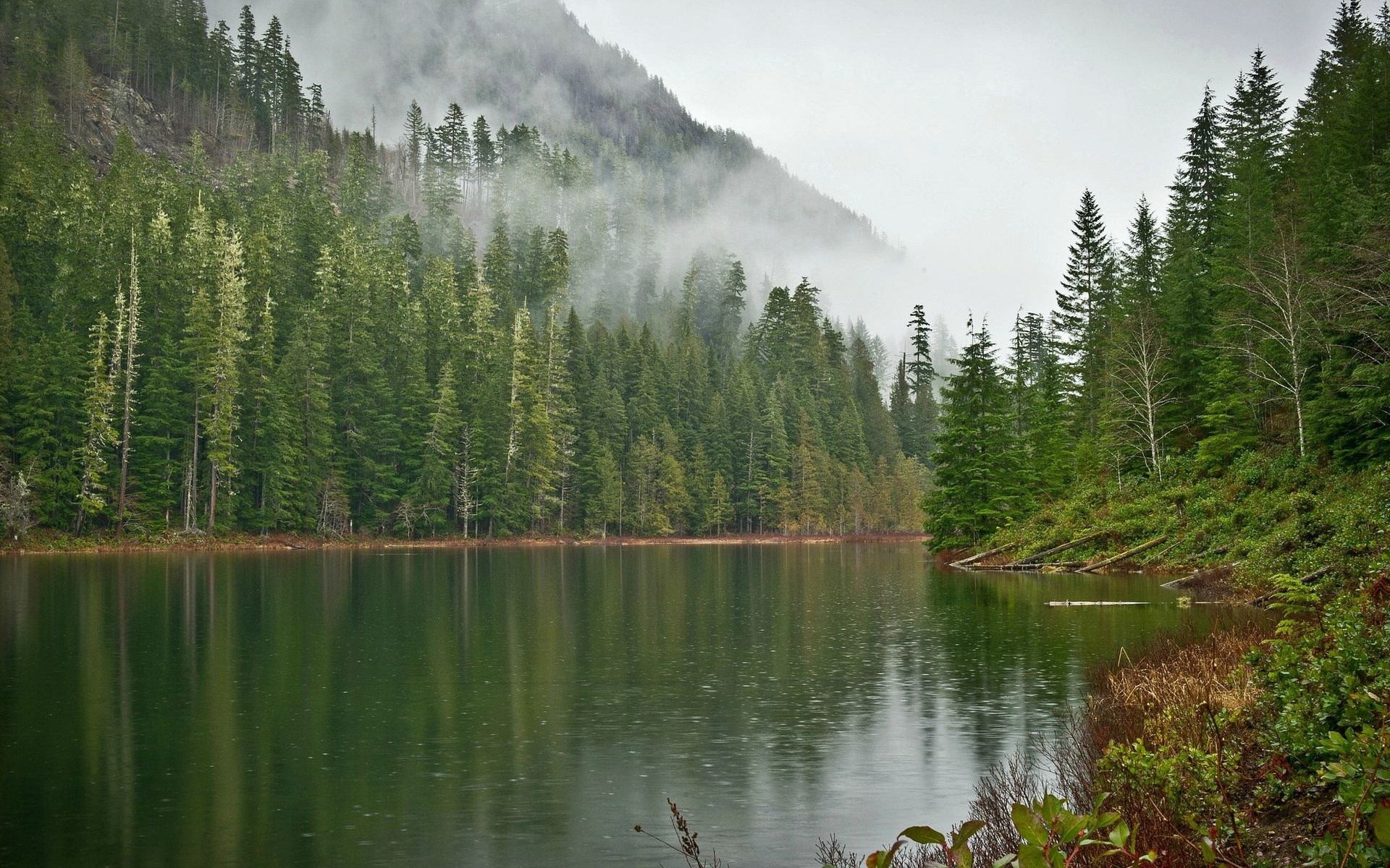 Misty Mountain Lake with Evergreen Forest HD Wallpaper