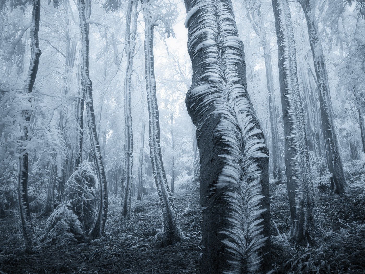 Frozen forest with ice-covered trees HD Wallpaper